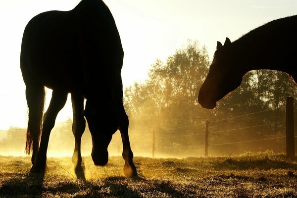 Pferde im Nebel bei Sonnenuntergang im Stall