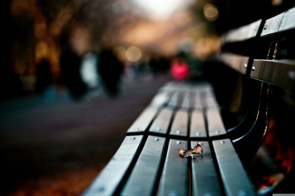 A lonely leaf on a park bench
