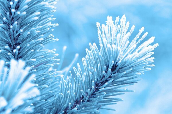 Gelo sugli aghi di abete rosso nella foresta invernale