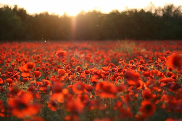 Campo de mayos florecientes al atardecer
