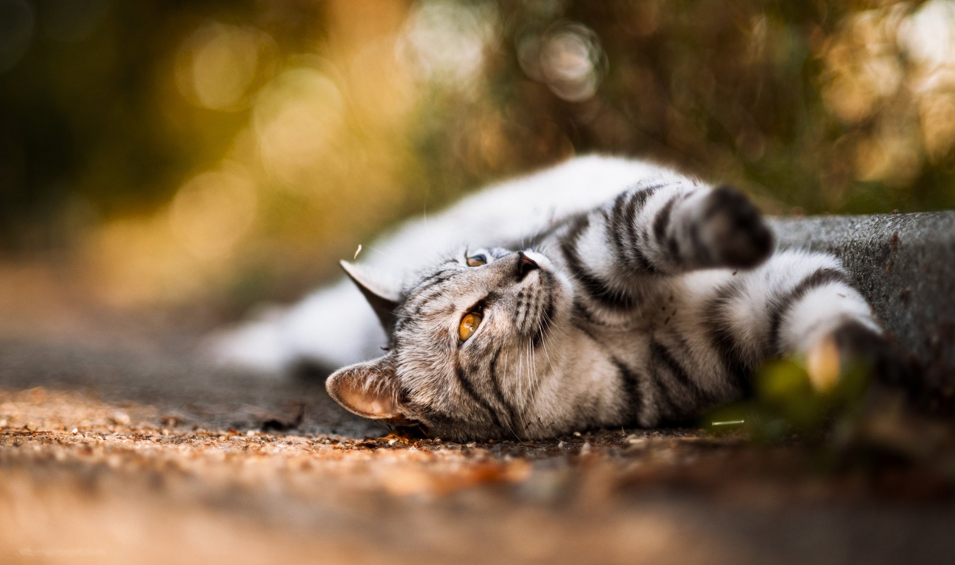 katze nase farbe schnauze foto augen wolle pfoten schnurrbart