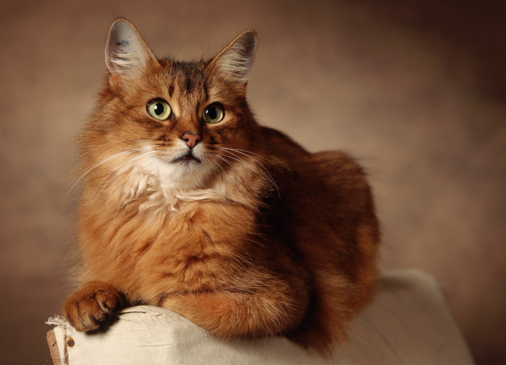 ginger cat background lies eyes cat