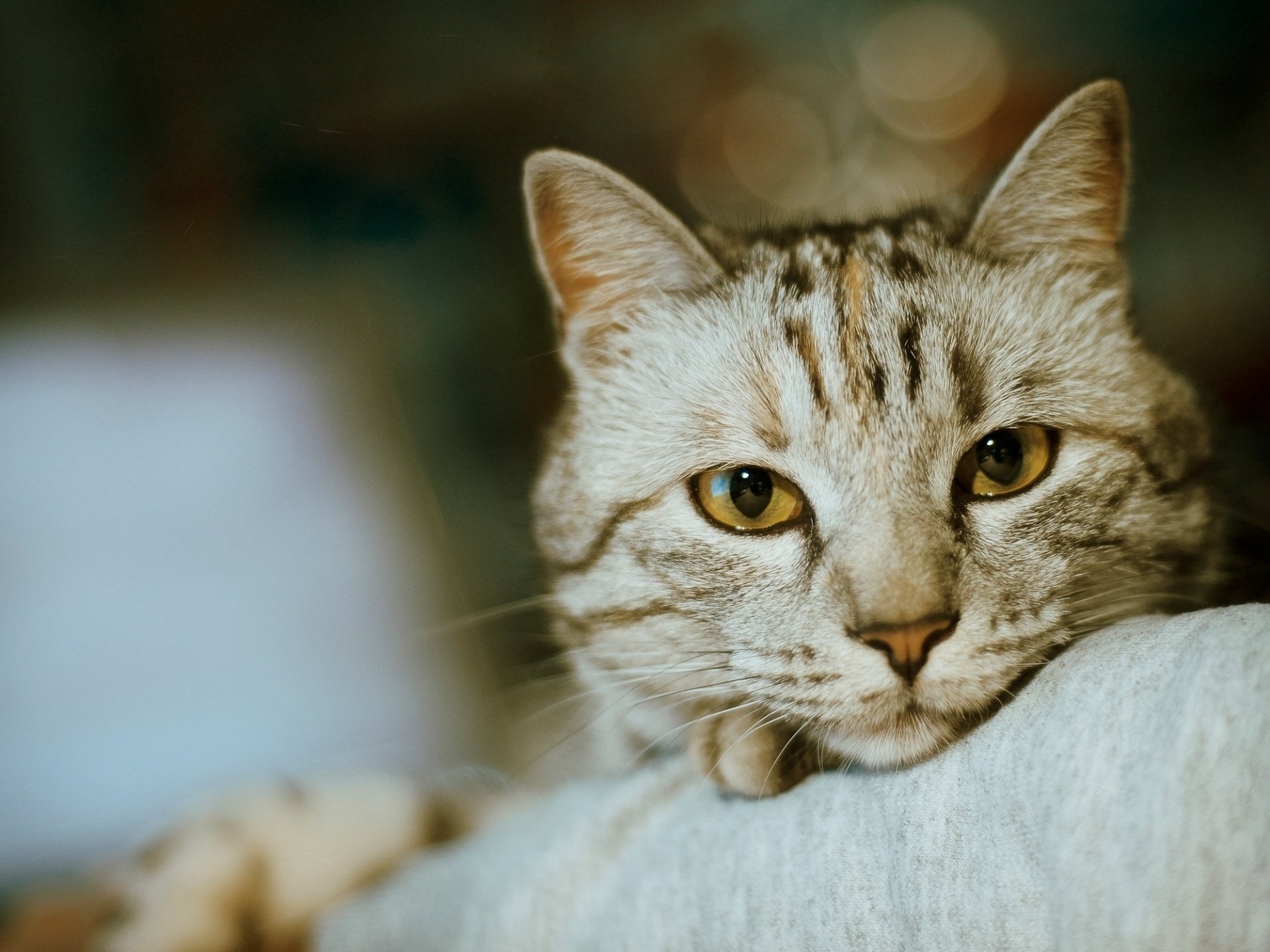 katze nase augen schnurrbart bokeh schnauze foto