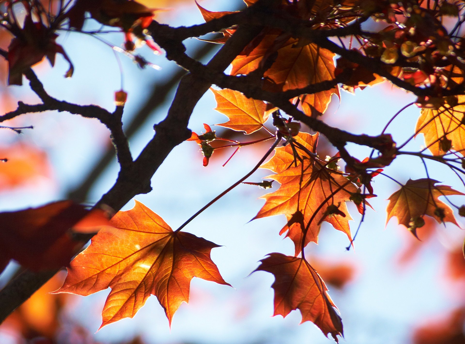 maple tree light autumn the sky leaves macro branche