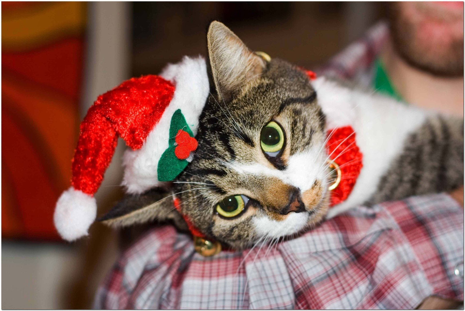 katze silvester herumliegen