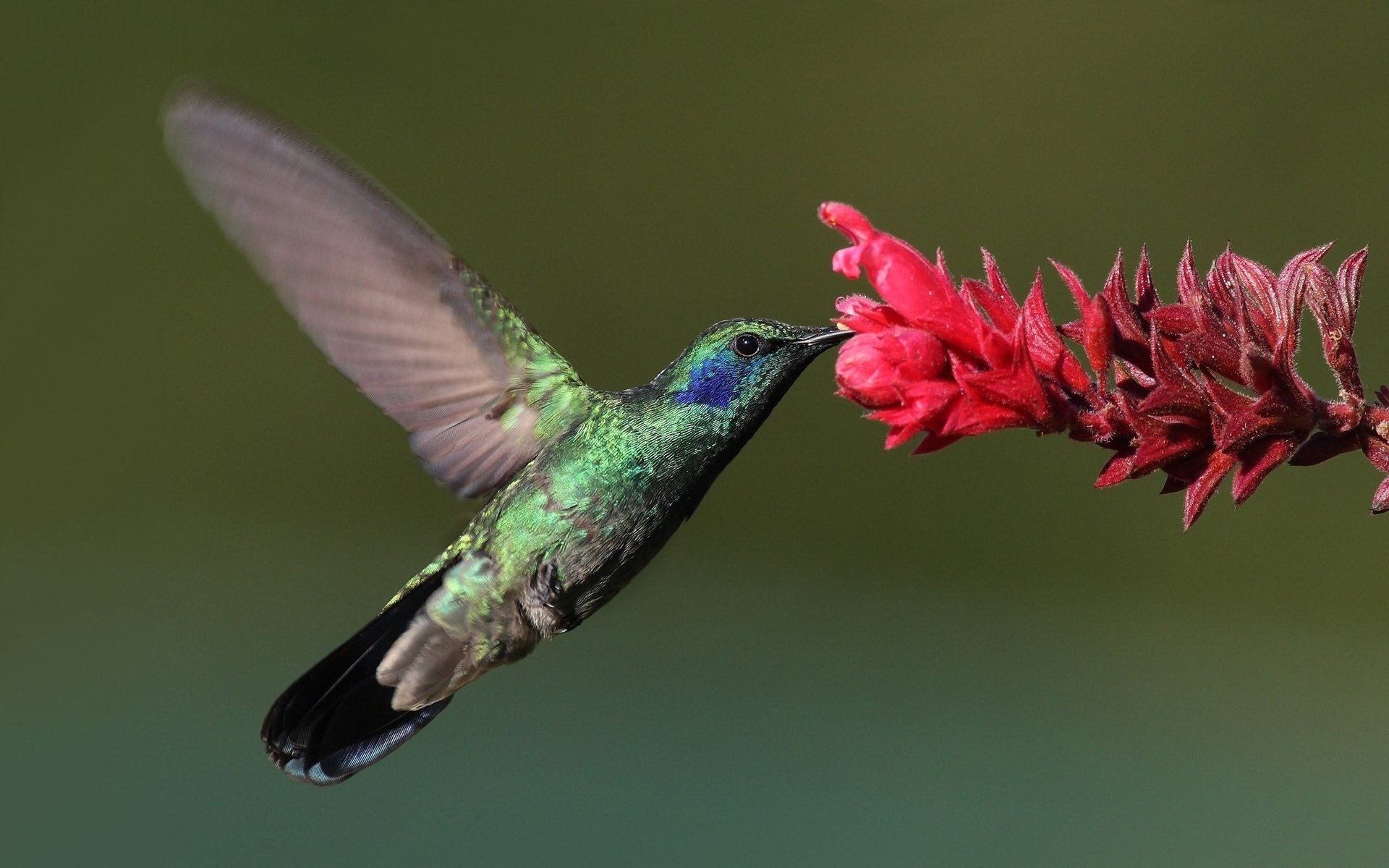 bird колибри макро hummingbird цветок птица