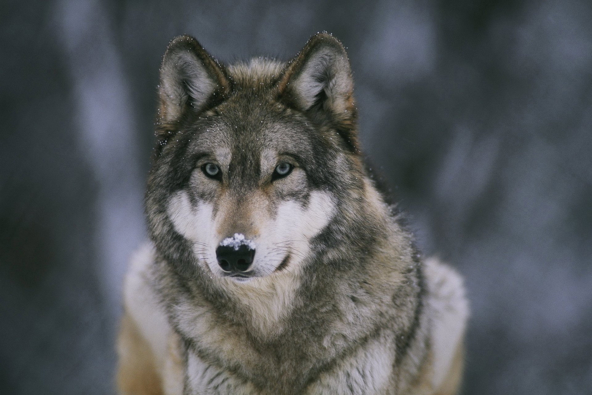 nariz lobo en fondo de pantalla nieve depredador bosque enfermero bestia