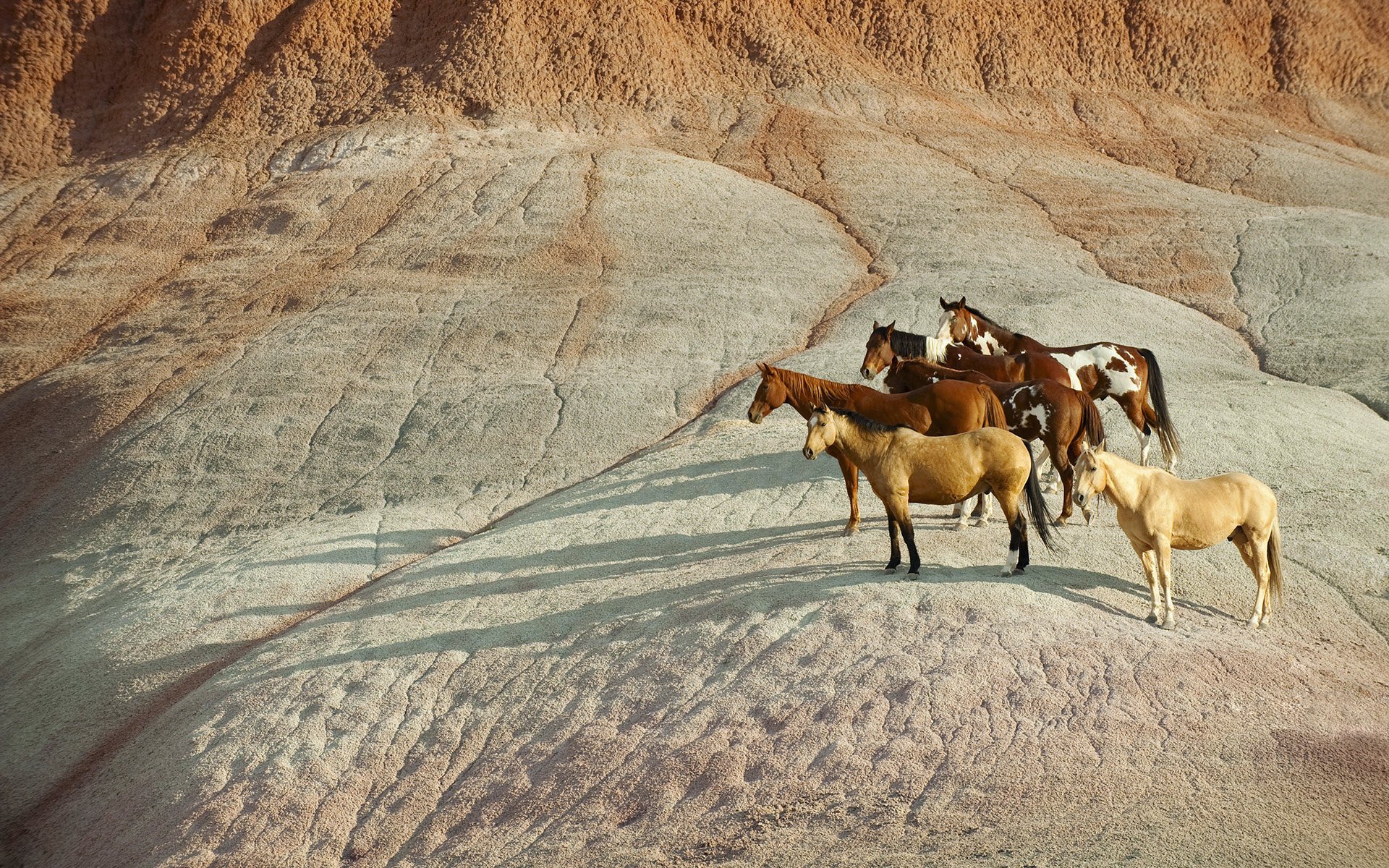 cavalli bulano ombra mandria pietra rosso solus pezzato baia