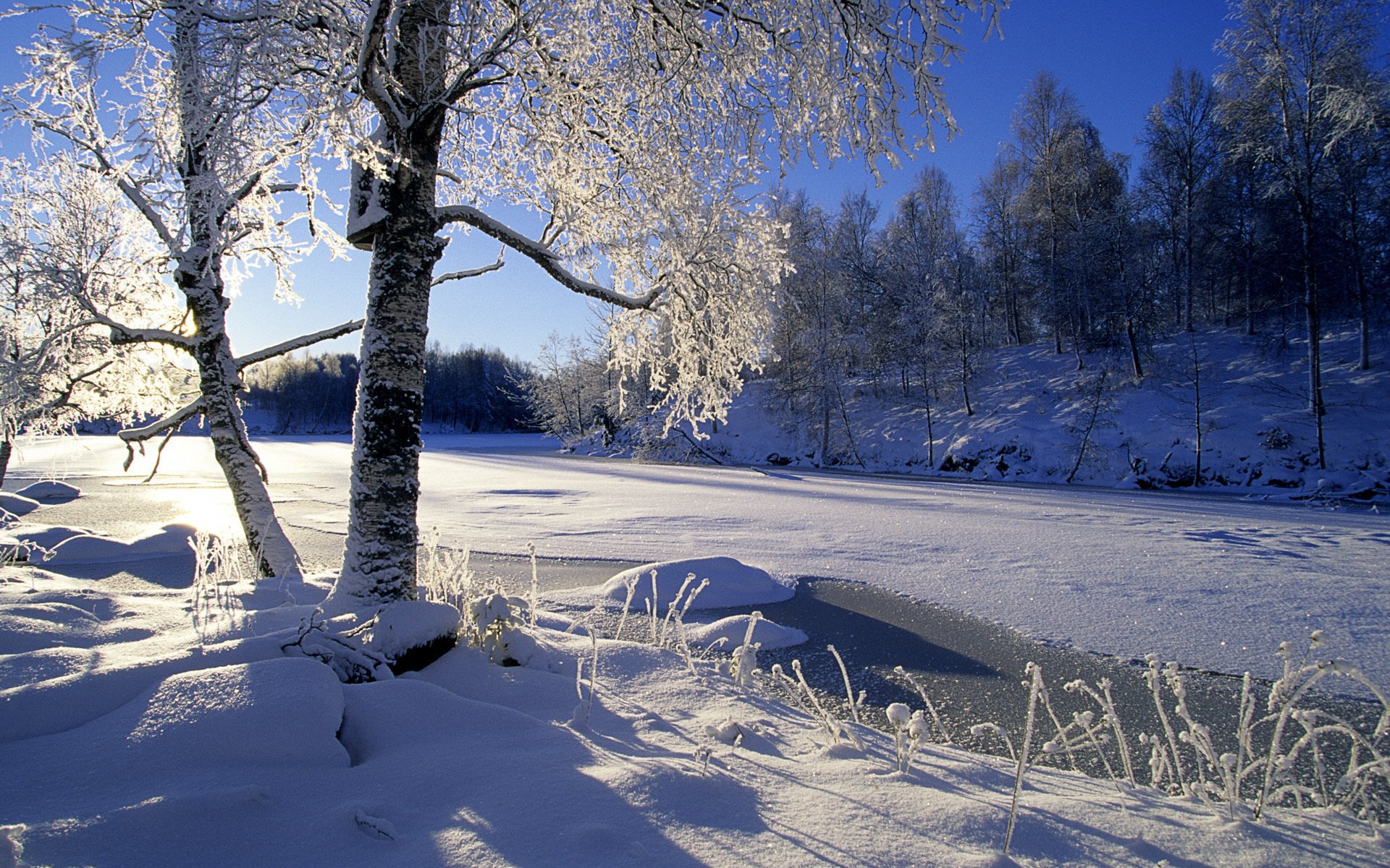 trees forest river winter the sun snow