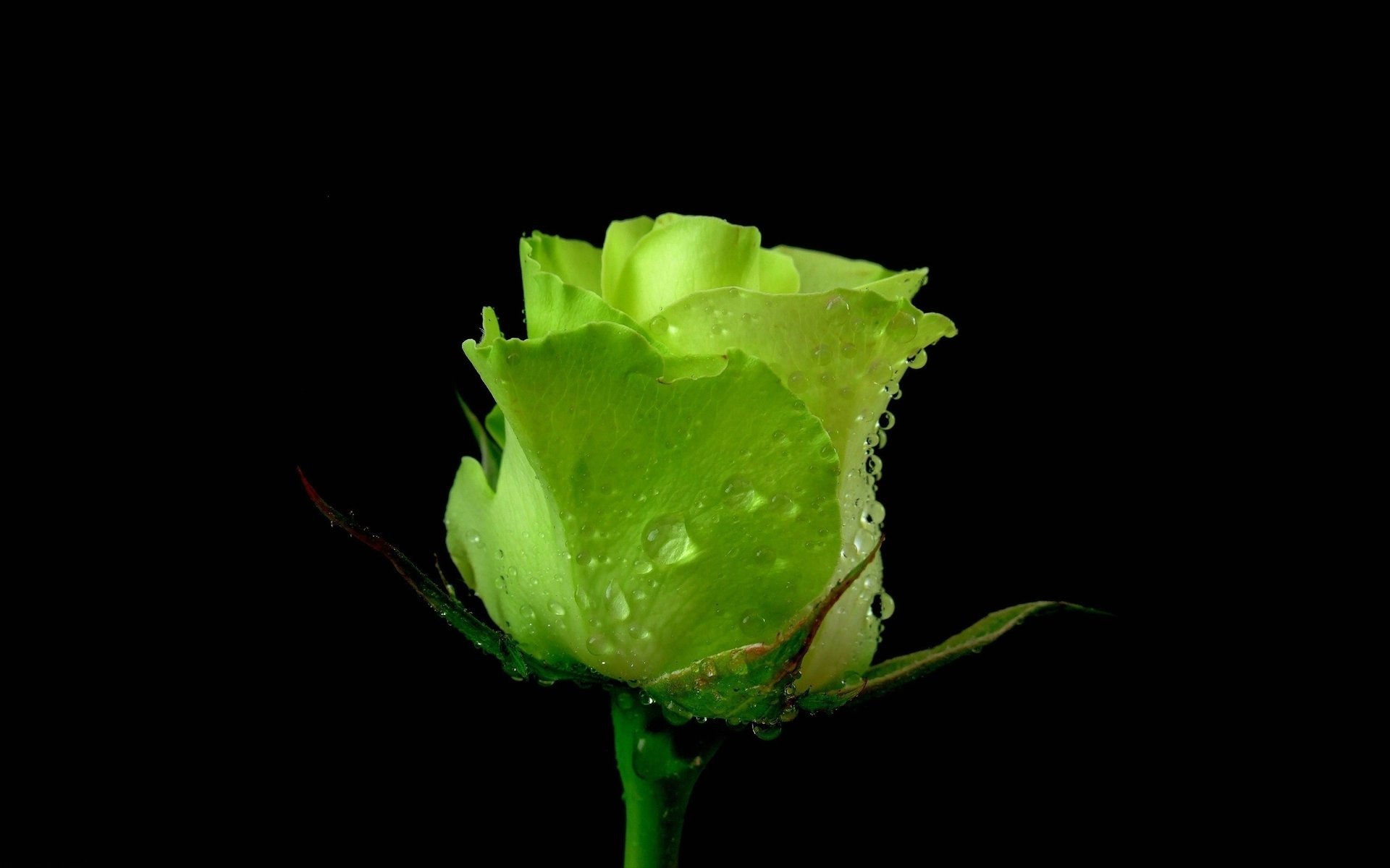 rose petals green