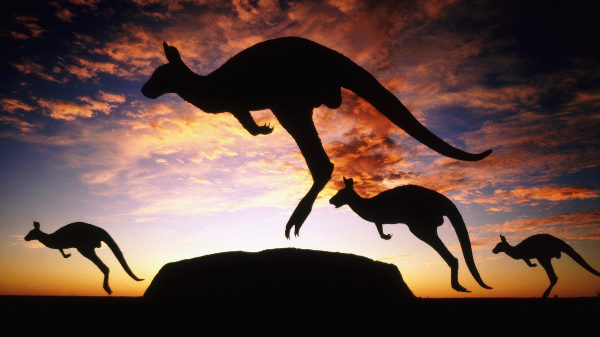 australie crépuscule kangourou