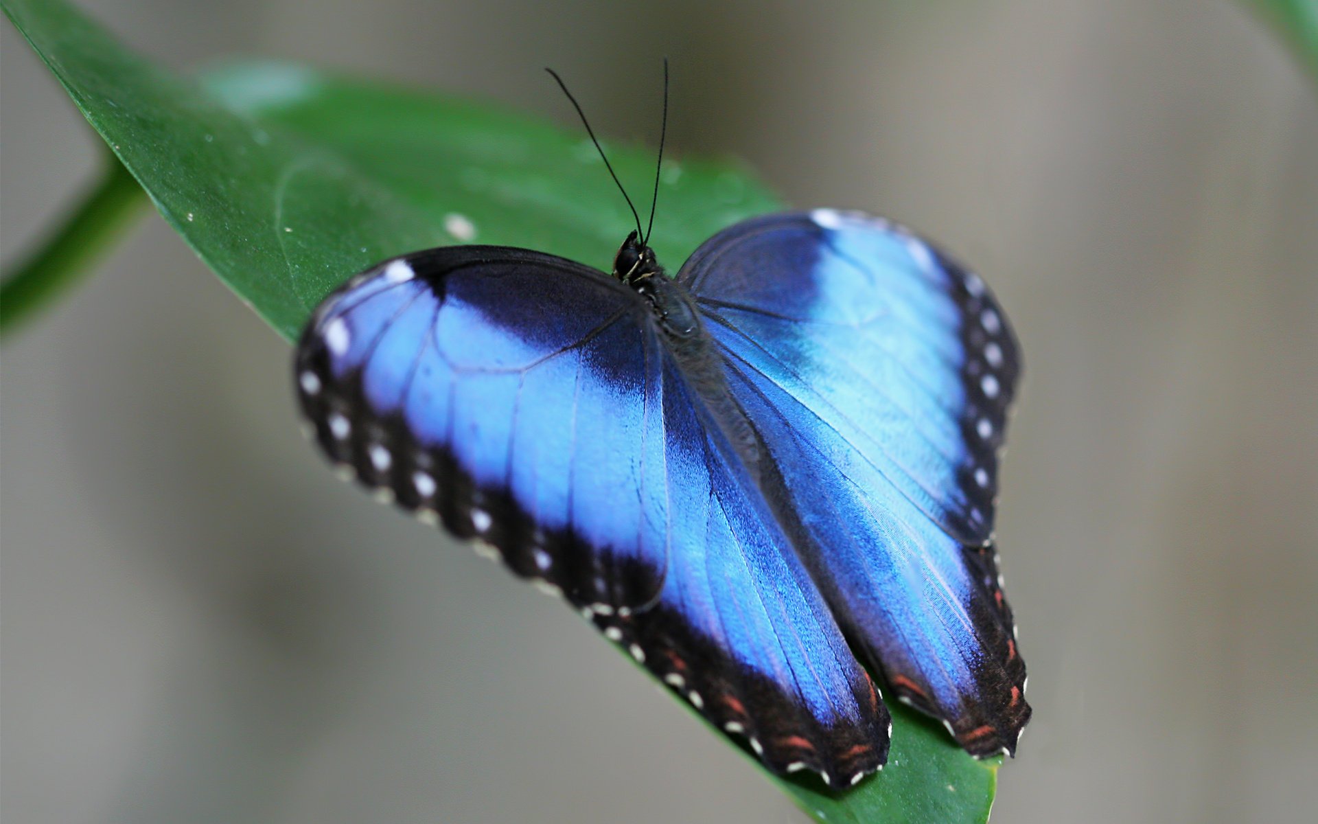 azul verde mariposa hoja