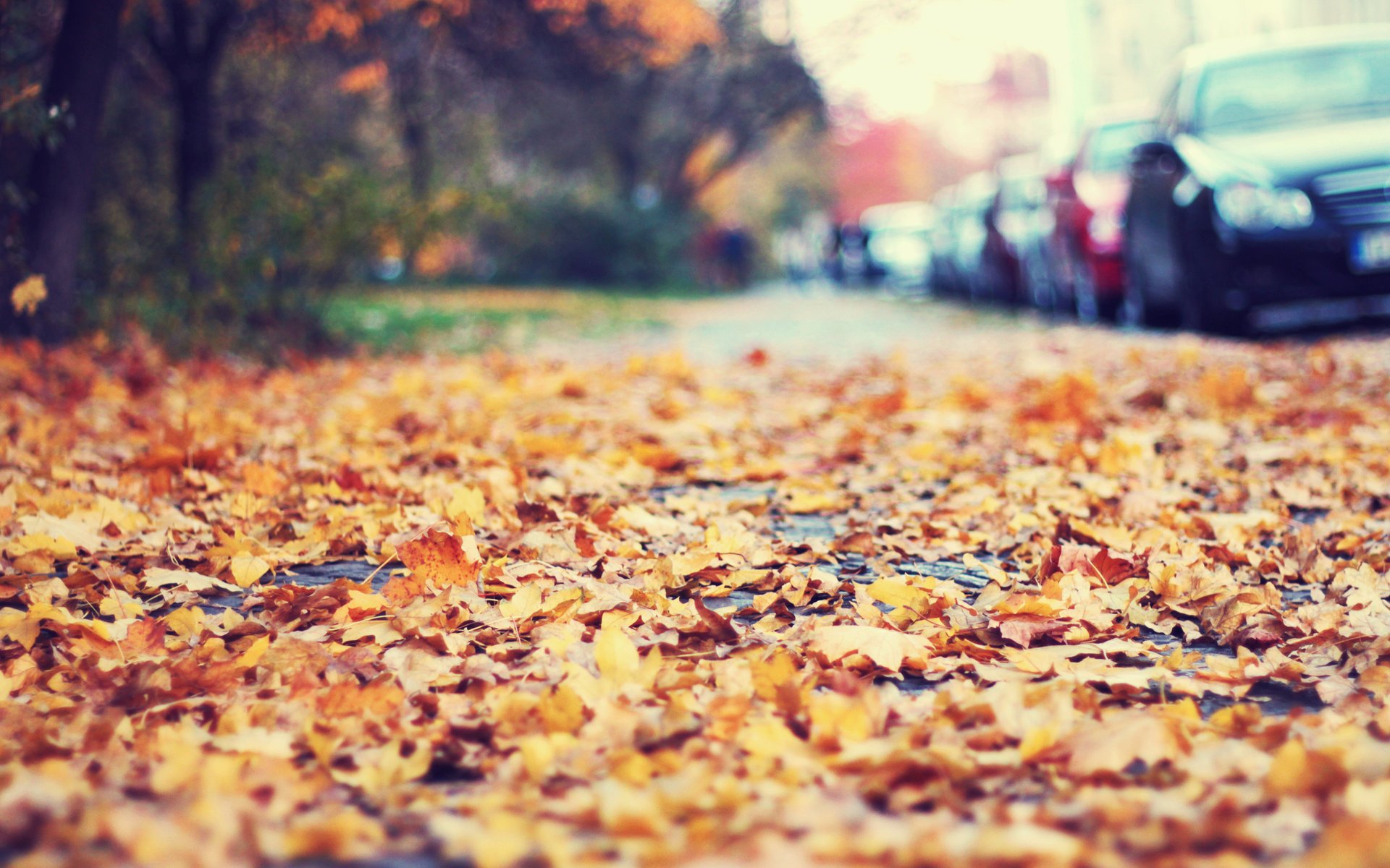 hojas borde de la carretera otoño coches