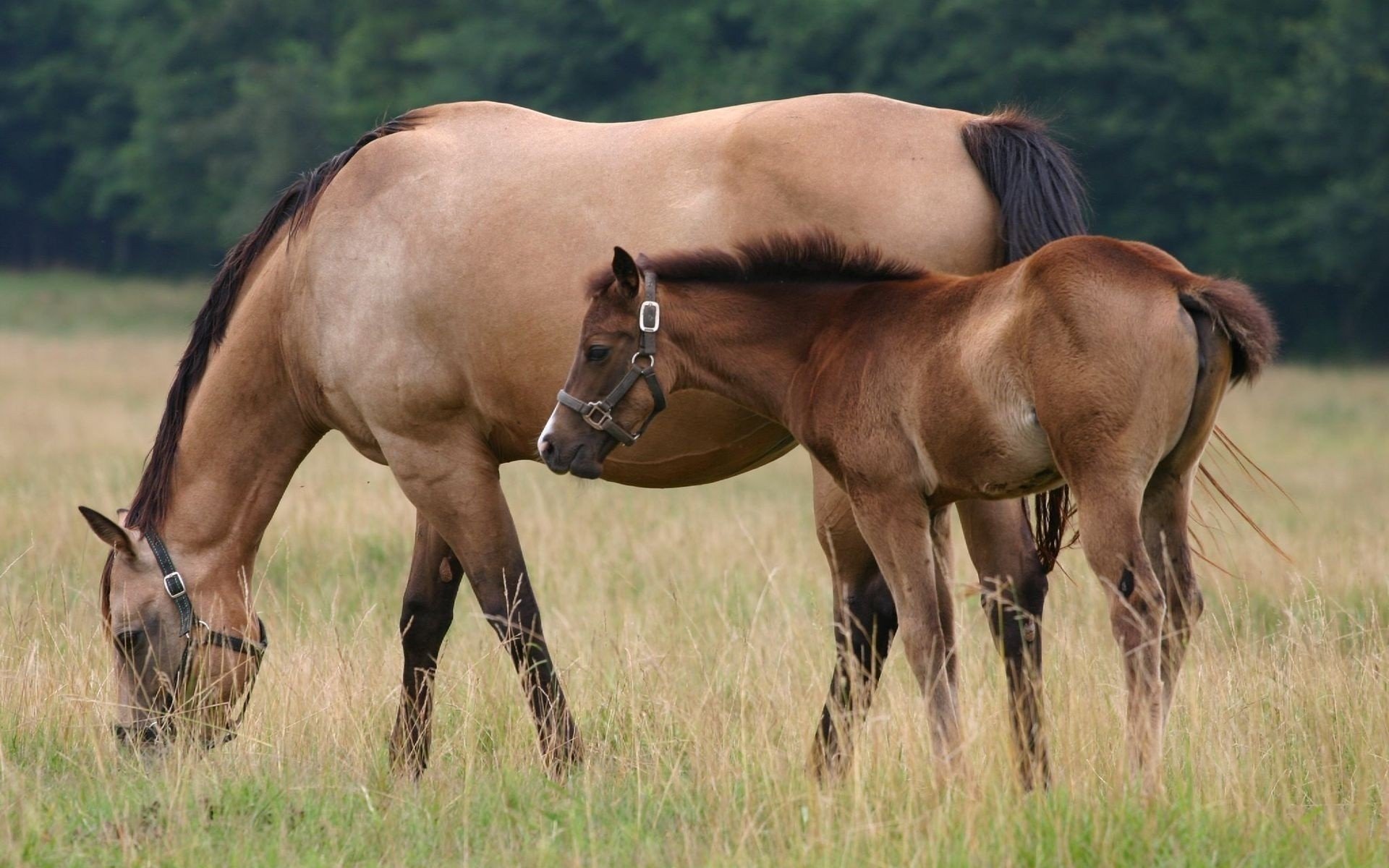 cheval pâturage herbe poulain