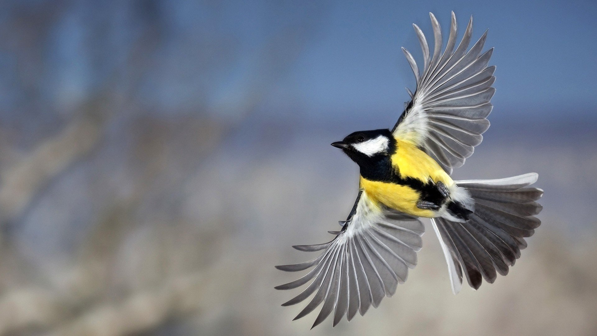 vogel meise federn fliegen flügel