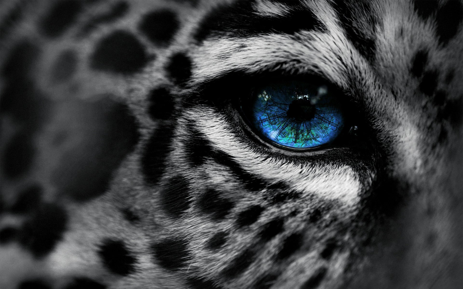 eg-art leopard leopard by eye macro eye