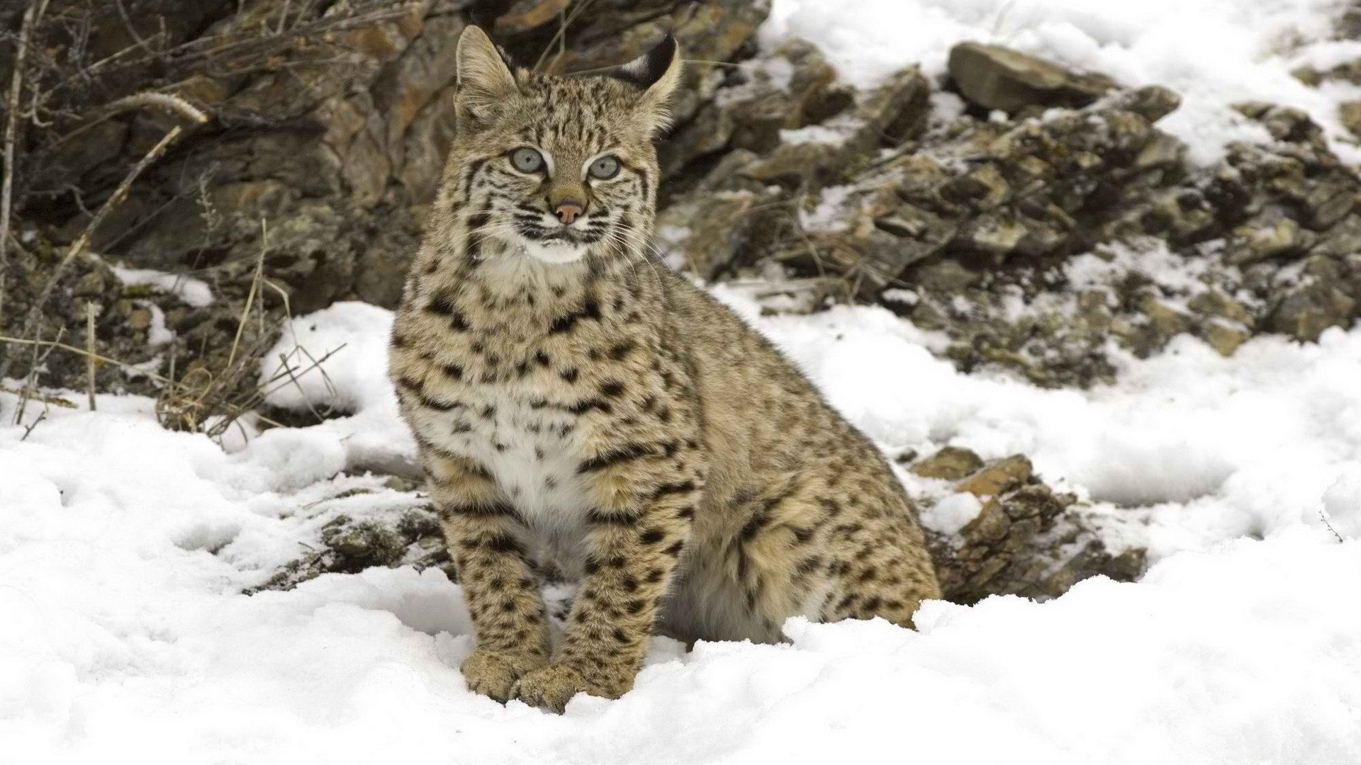 lince invierno gato grande nieve