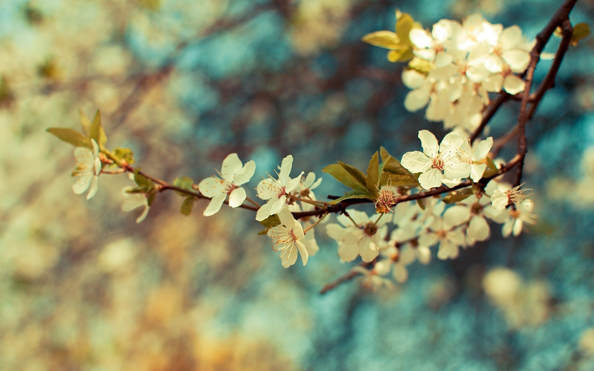 blumen zweig farben pflanze zweig blätter tapete frühling