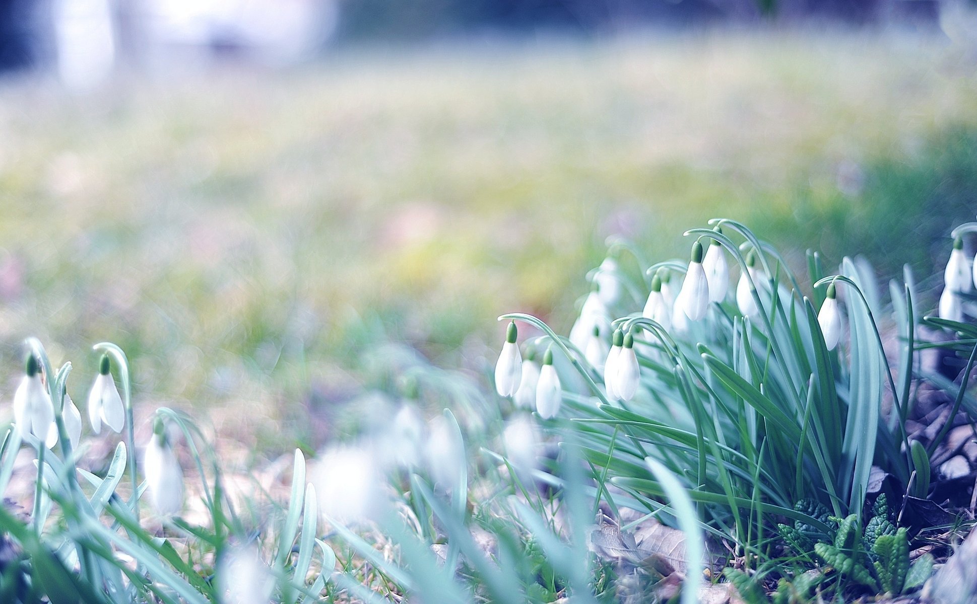 blumen foto makro gras frühling schneeglöckchen