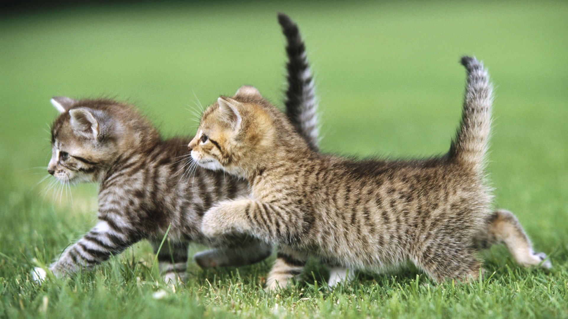 two kittens animals grass cat cat