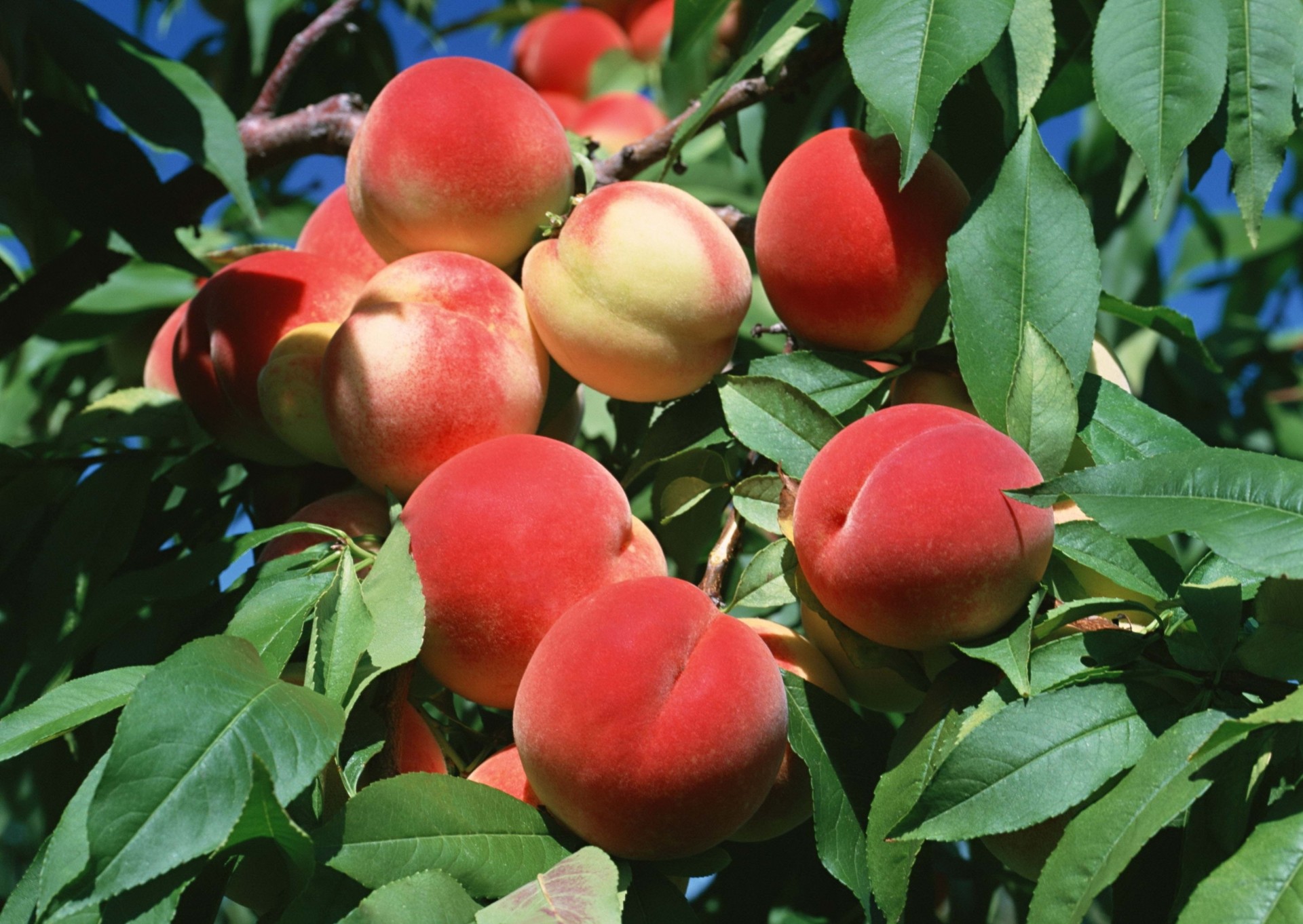 heet peaches branch