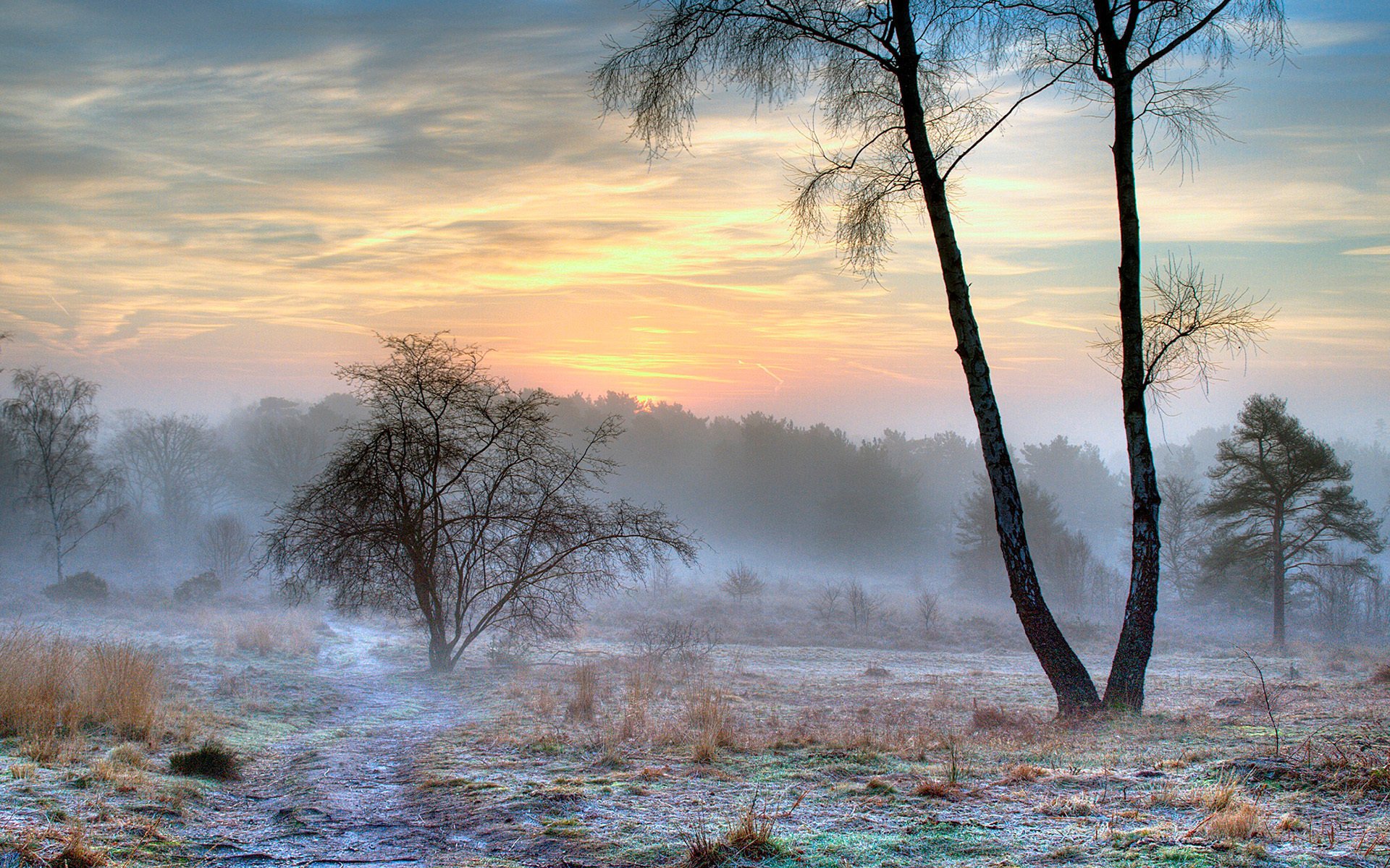 nature winter frost fog snow morning