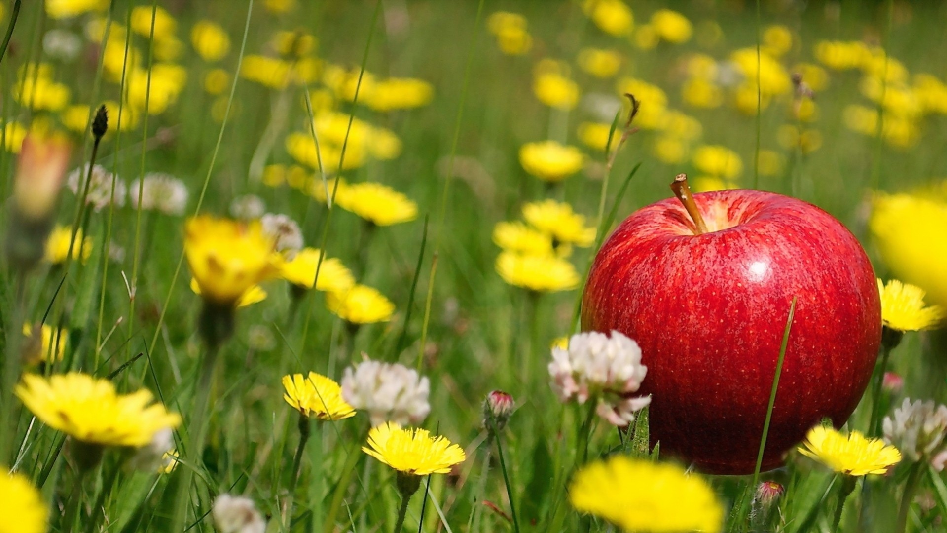 manzana macro flores