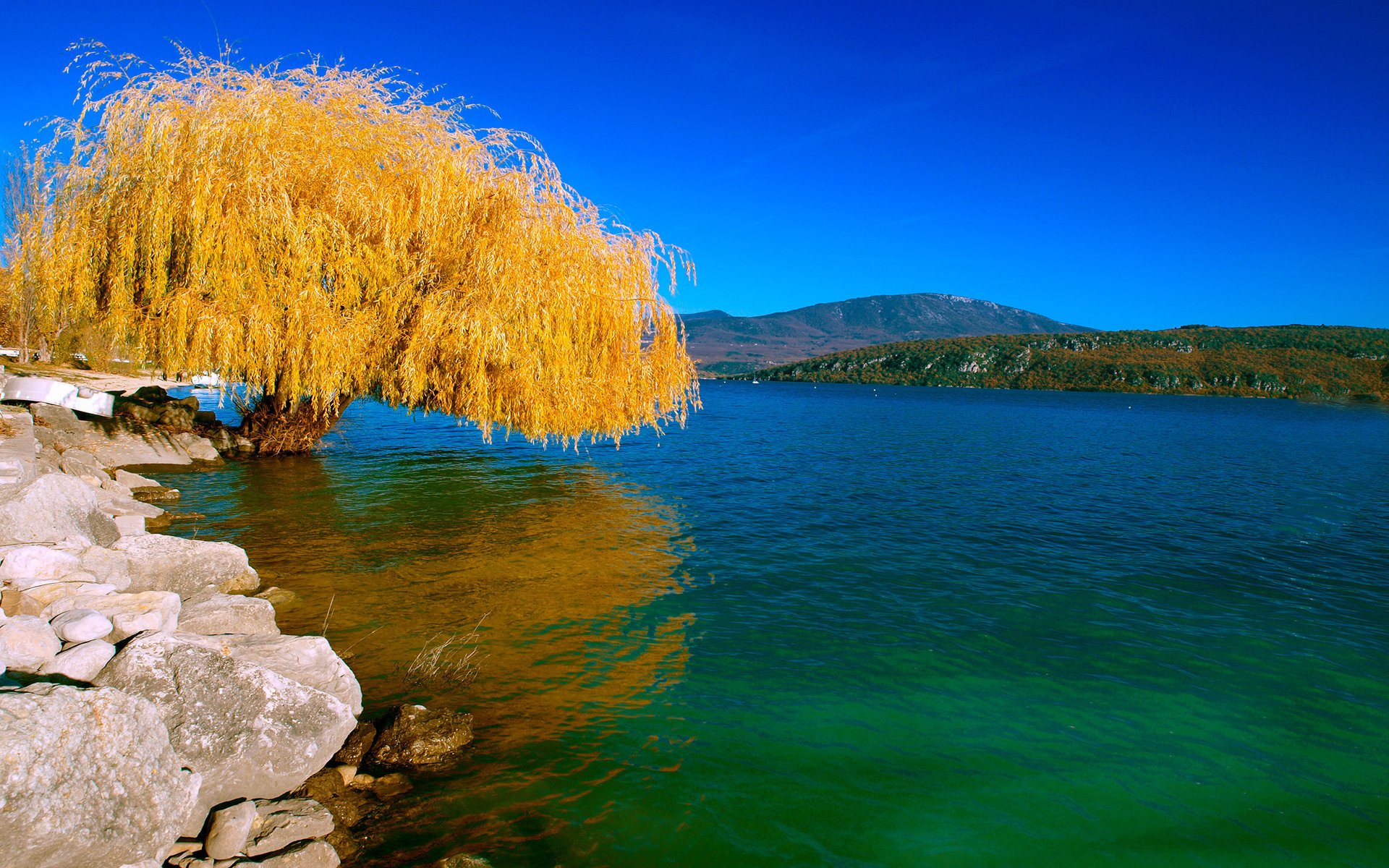 naturaleza lago árbol sauce paisaje otoño