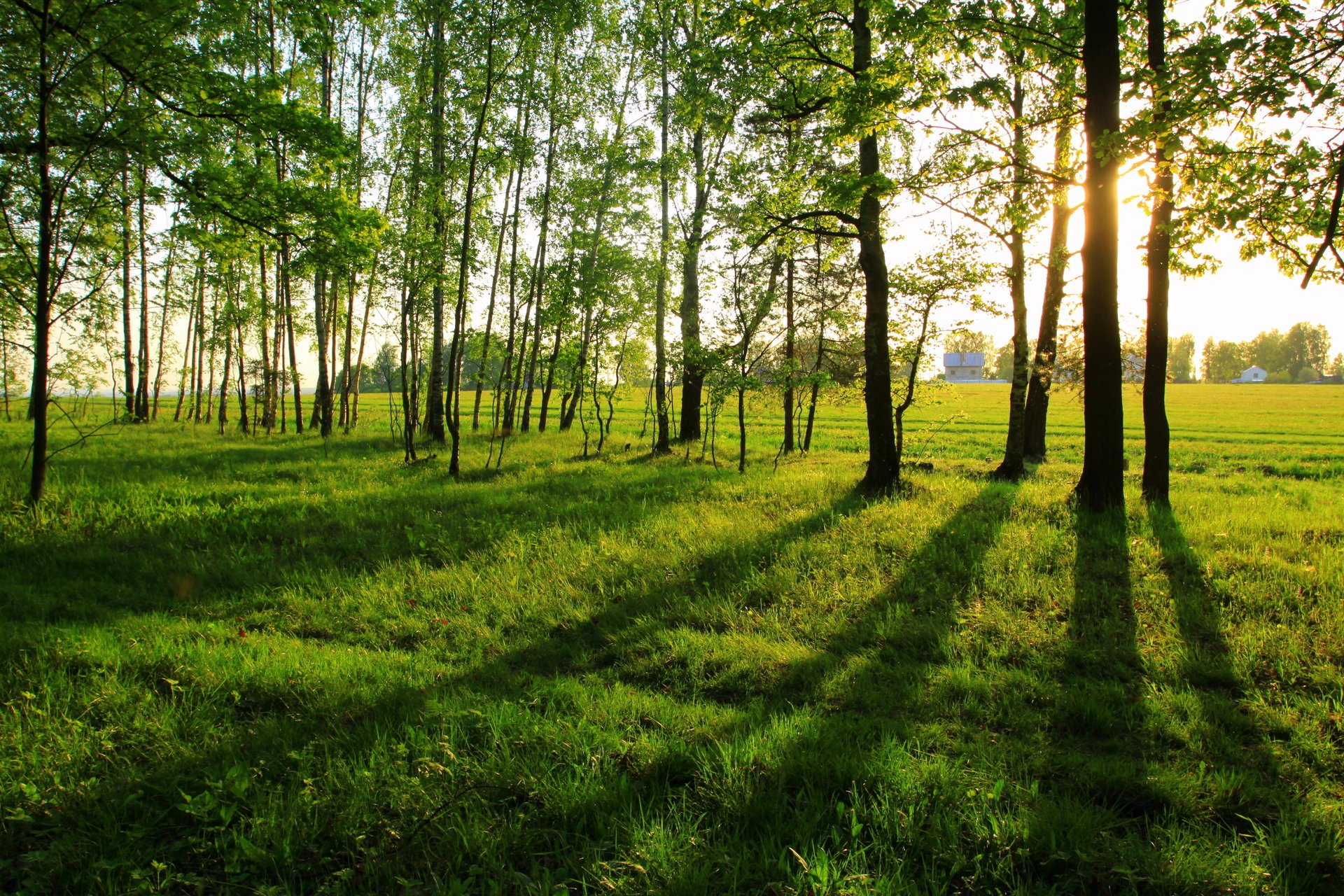 ombre longue été paysage lisière de forêt