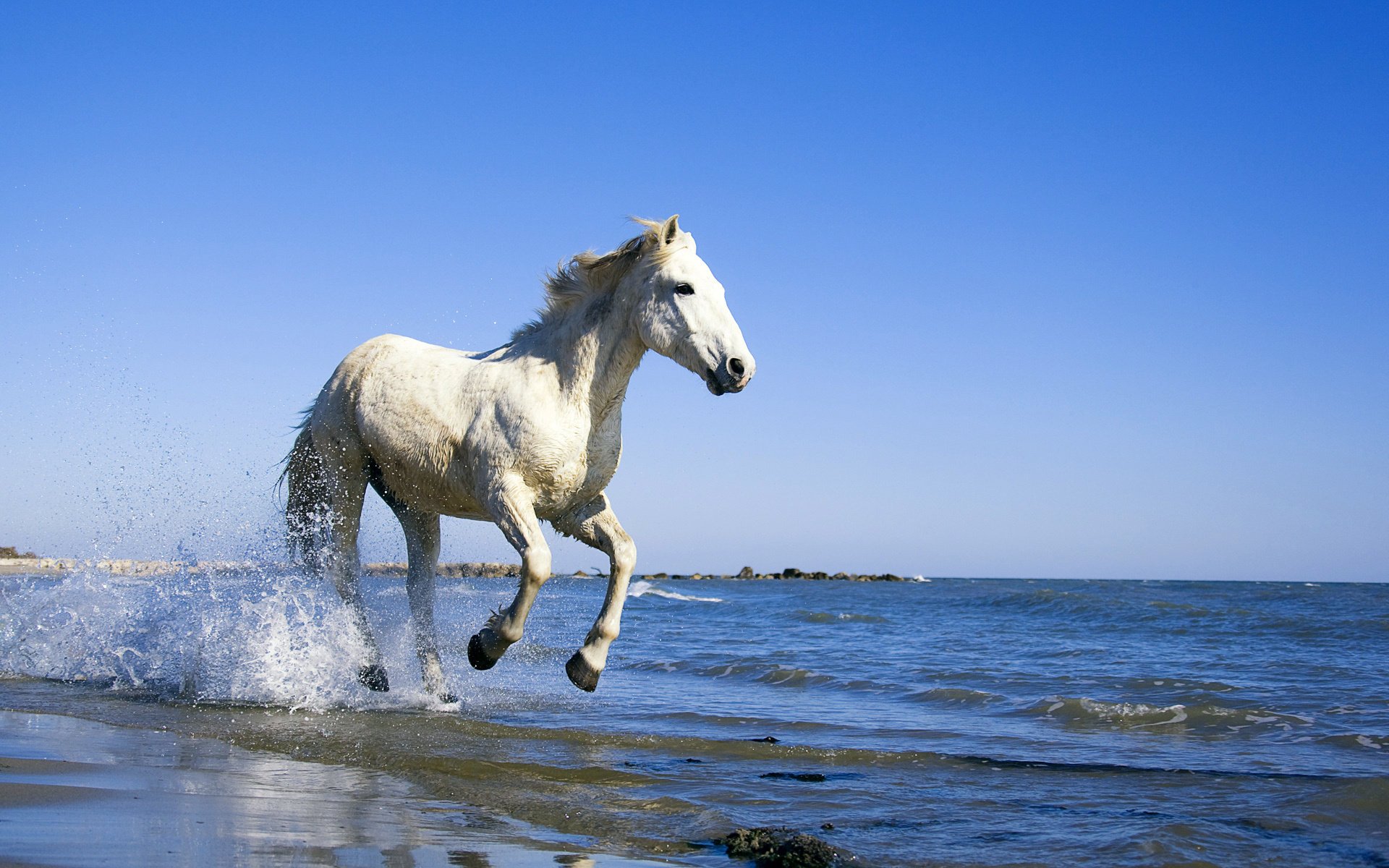 horse sea water shore horse