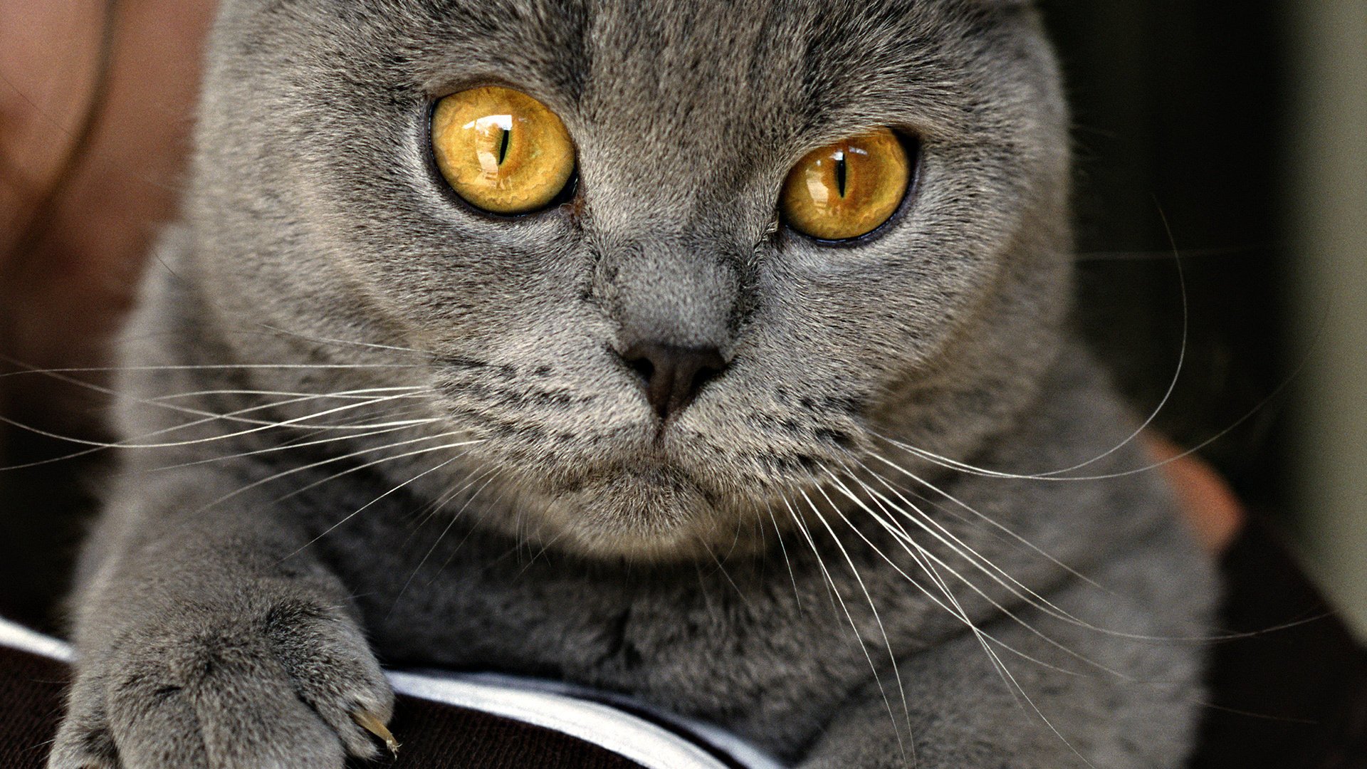 gato gris casero ojos sofá británico