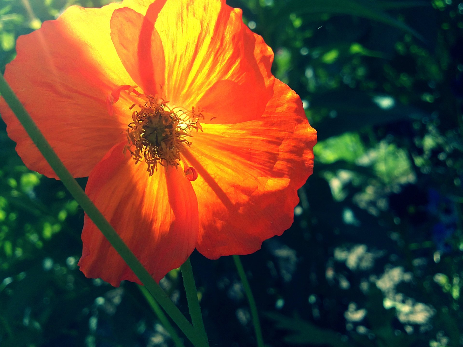 mohn sommer orange grün