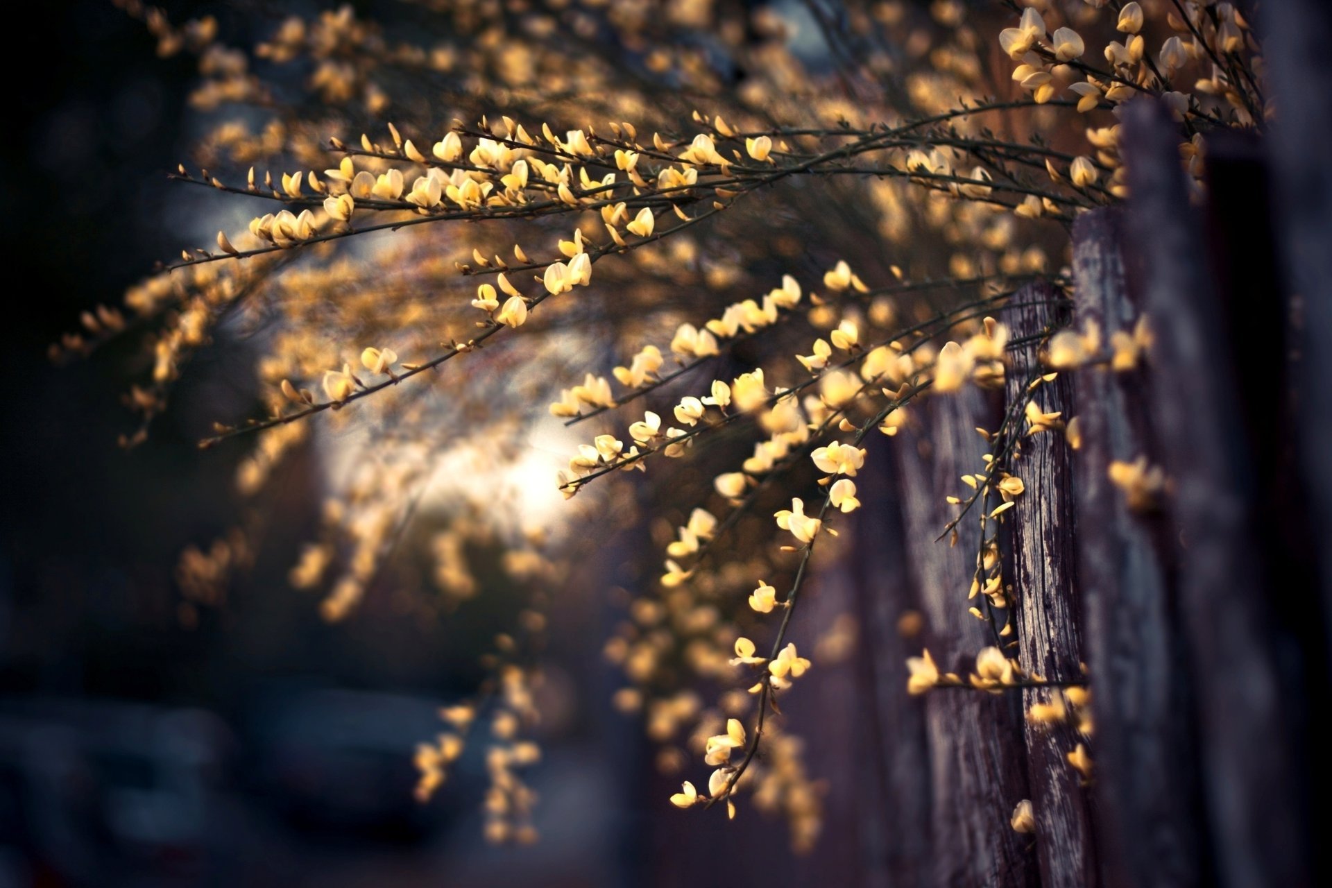 fleurs photo plante fond clôture branches papier peint gros plan