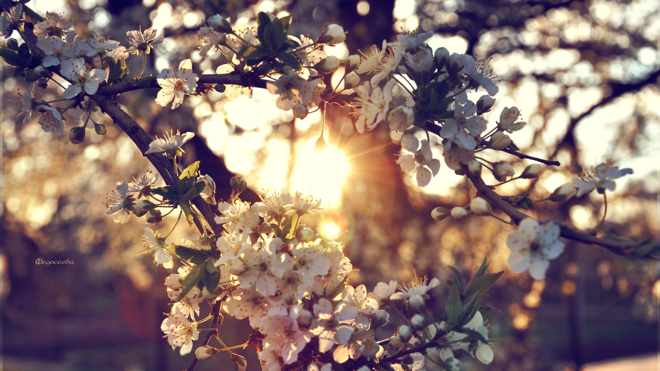 fleurs coucher de soleil branches arbre cerise soleil