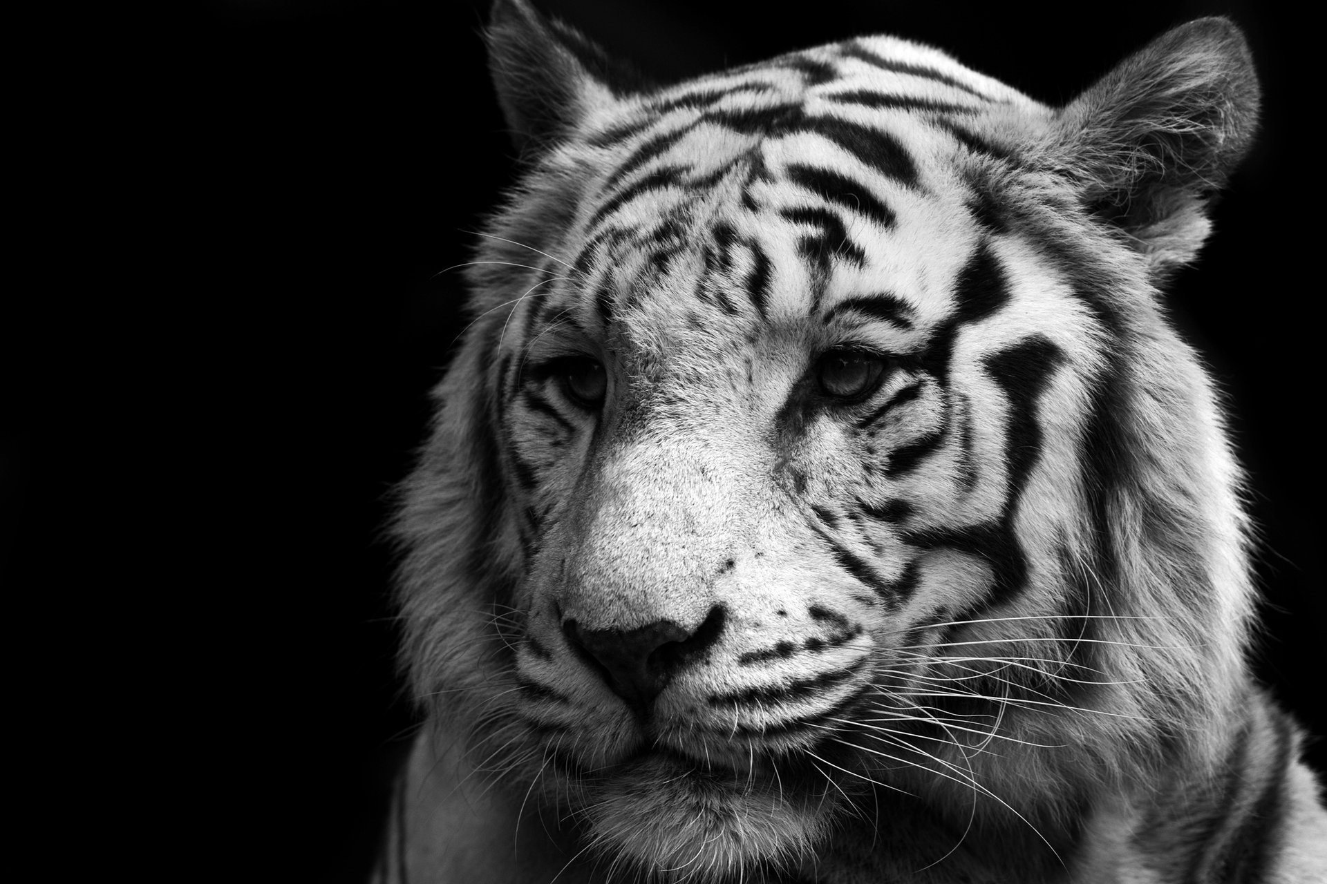 white white predator cat tiger tiger