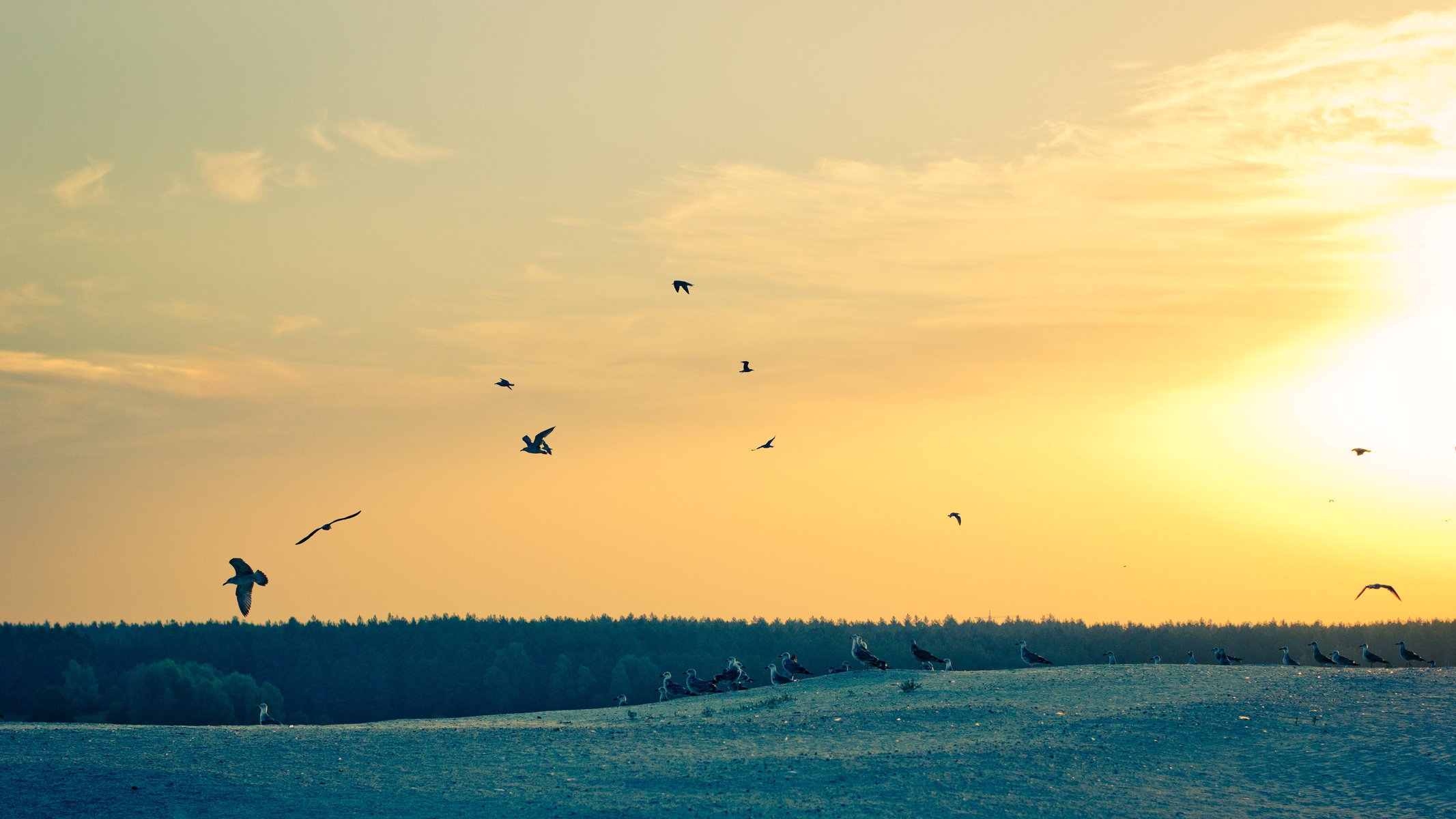 möwe morgendämmerung morgen möwen himmel