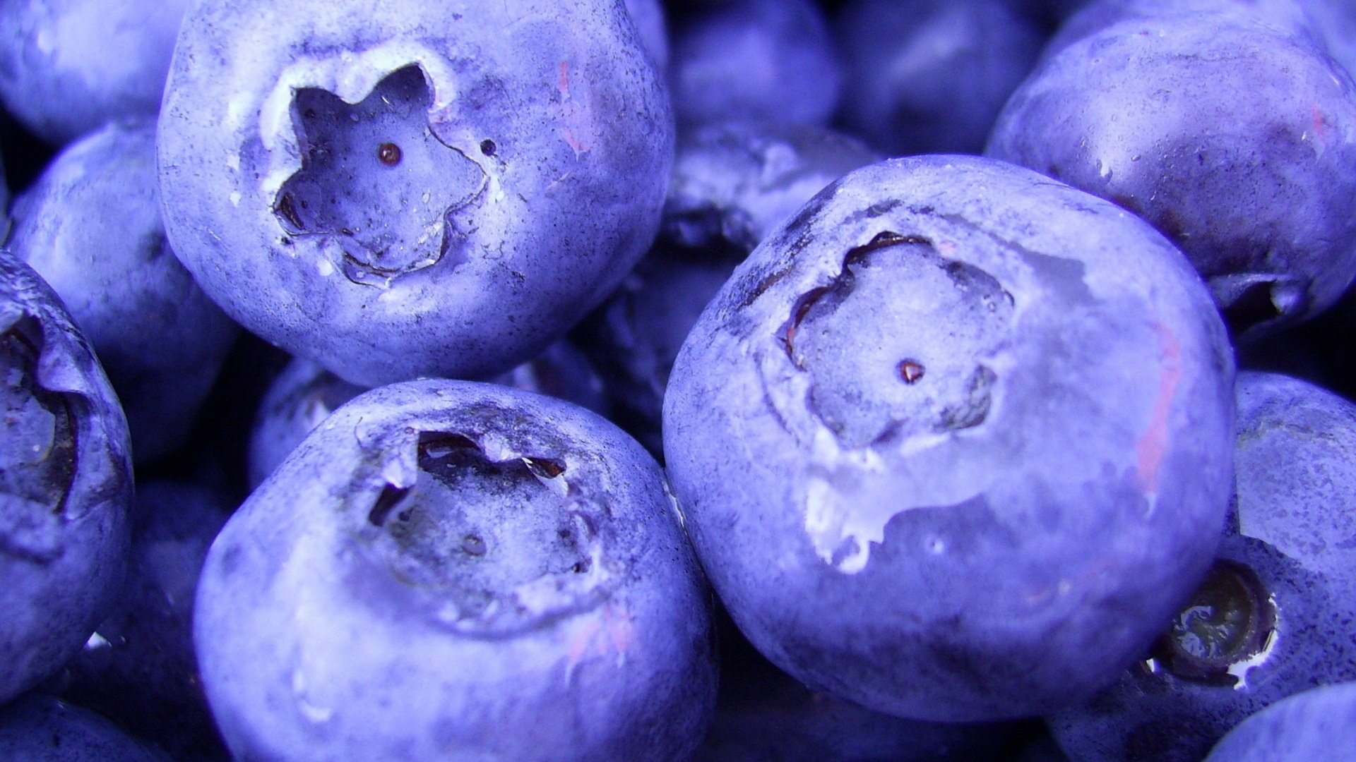 1920x1080 макро blueberry macro ягоды черника berries еда food