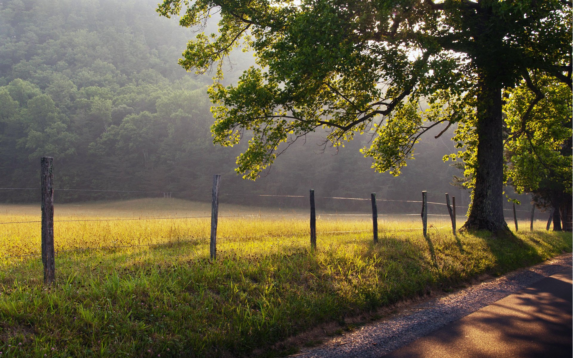 natura recinzione erba strada nebbia albero alba