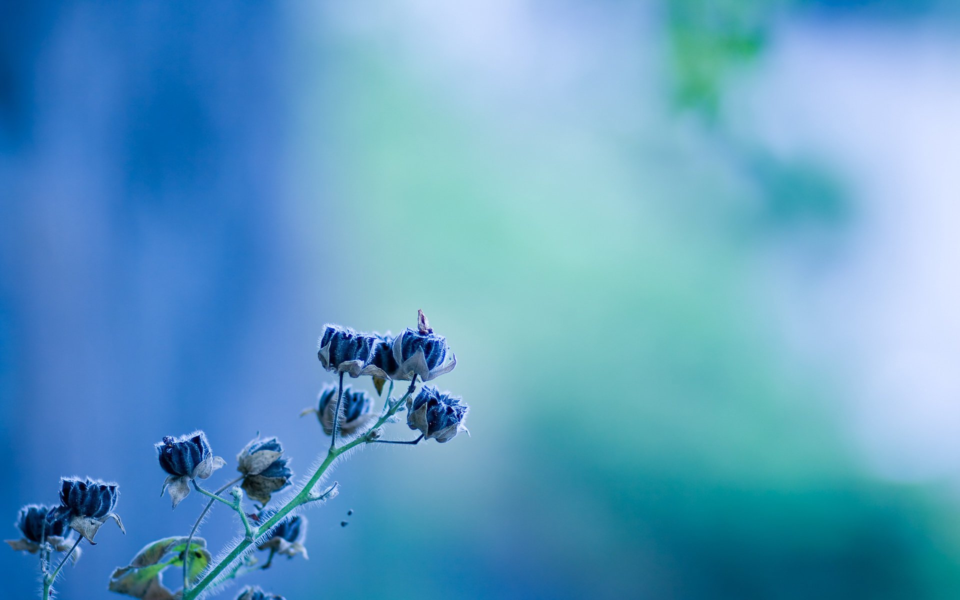 blue turquoise stem color background blue macro