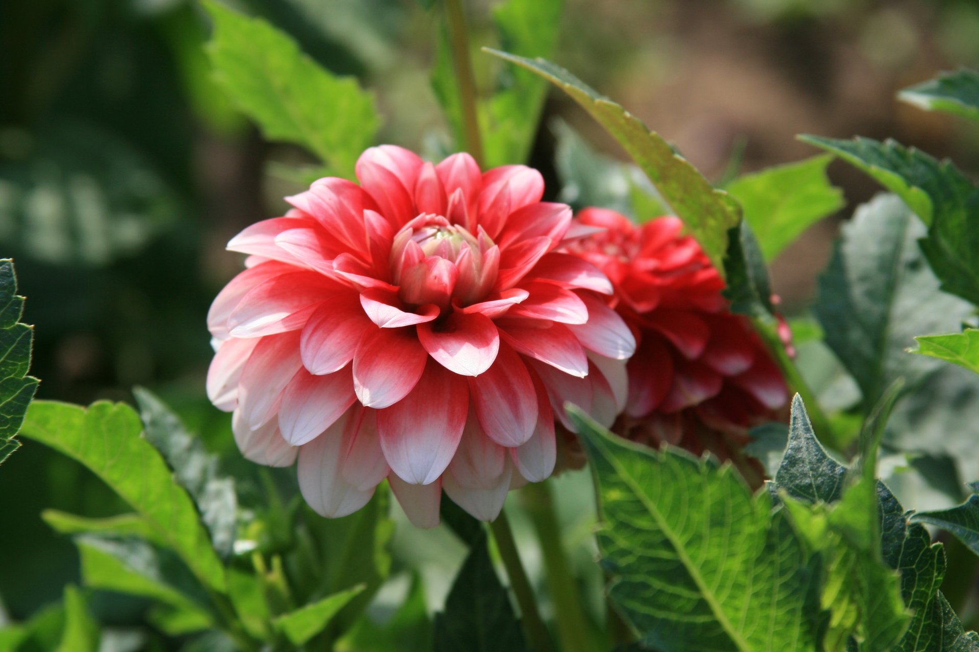 flowers the sun walk mood morning flower peony