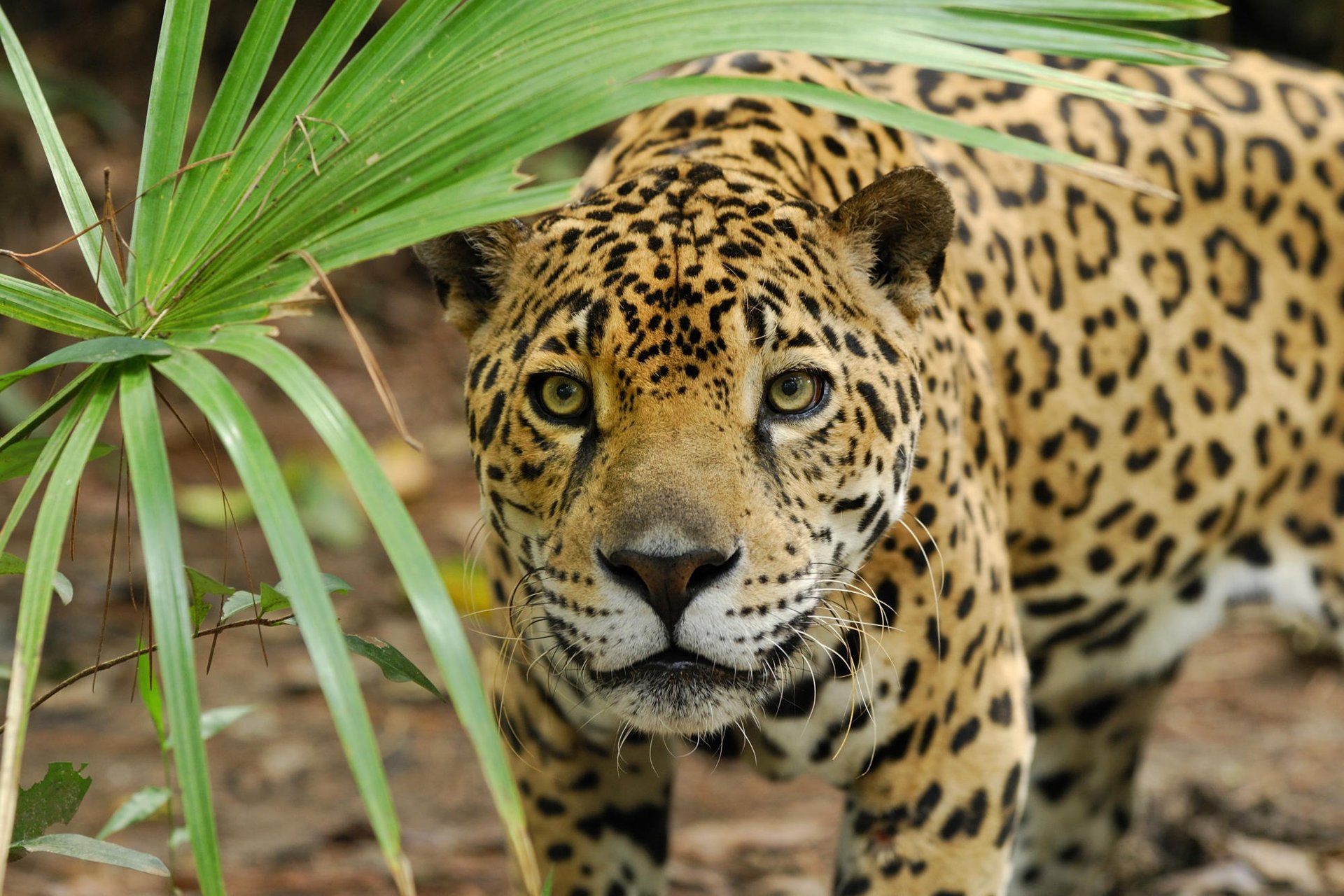 museau chat sauvage chasse panthère jaguar feuille prédateur