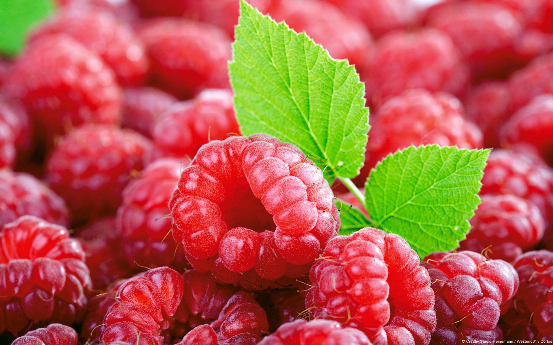 berries leaf raspberry