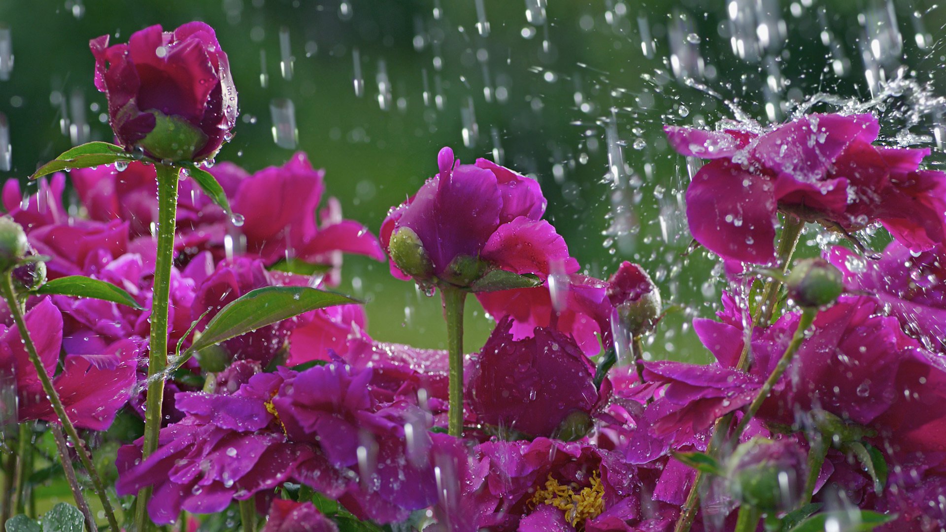 macro flores macro gotas lluvia claro flor tallo