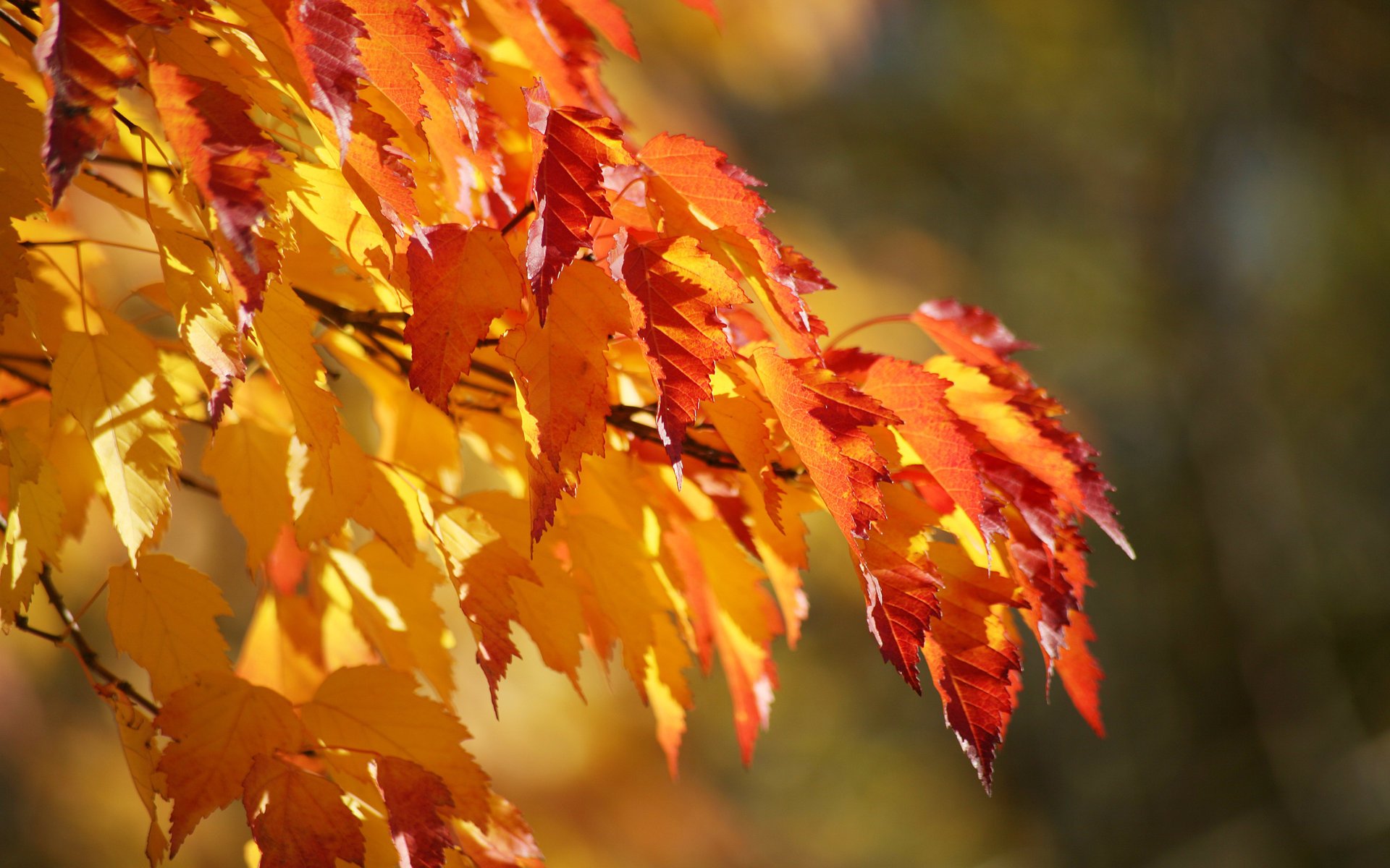 üppig zweig hintergrund herbst abstufung blätter farbe