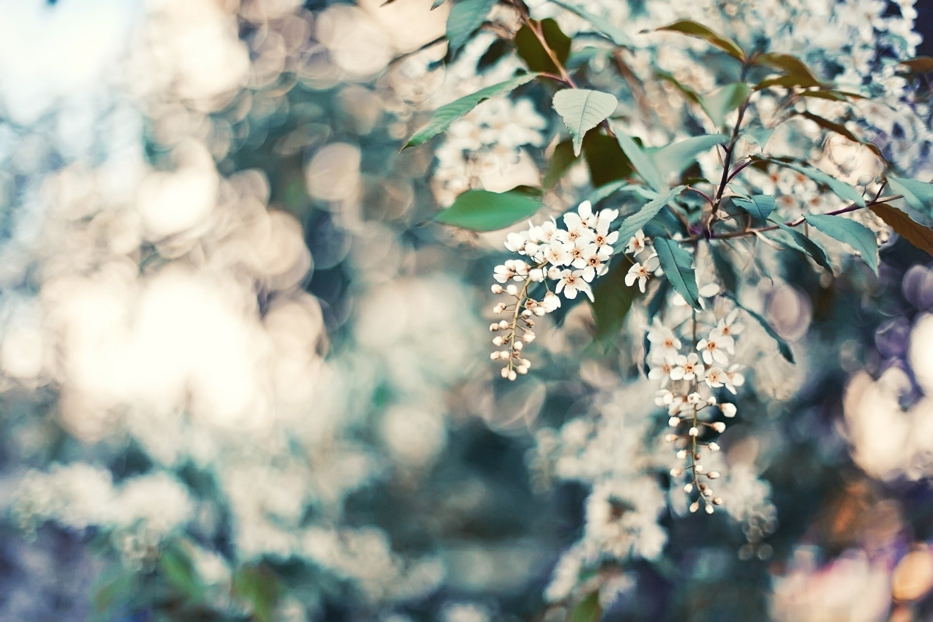 feuilles nature pétales fleurs bokeh