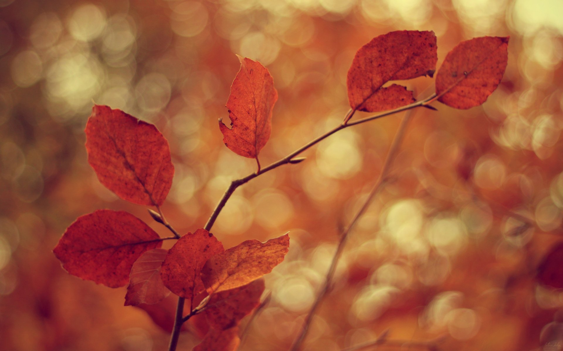 macro wallpapers papier peint macro feuilles folioles feuilles feuilles