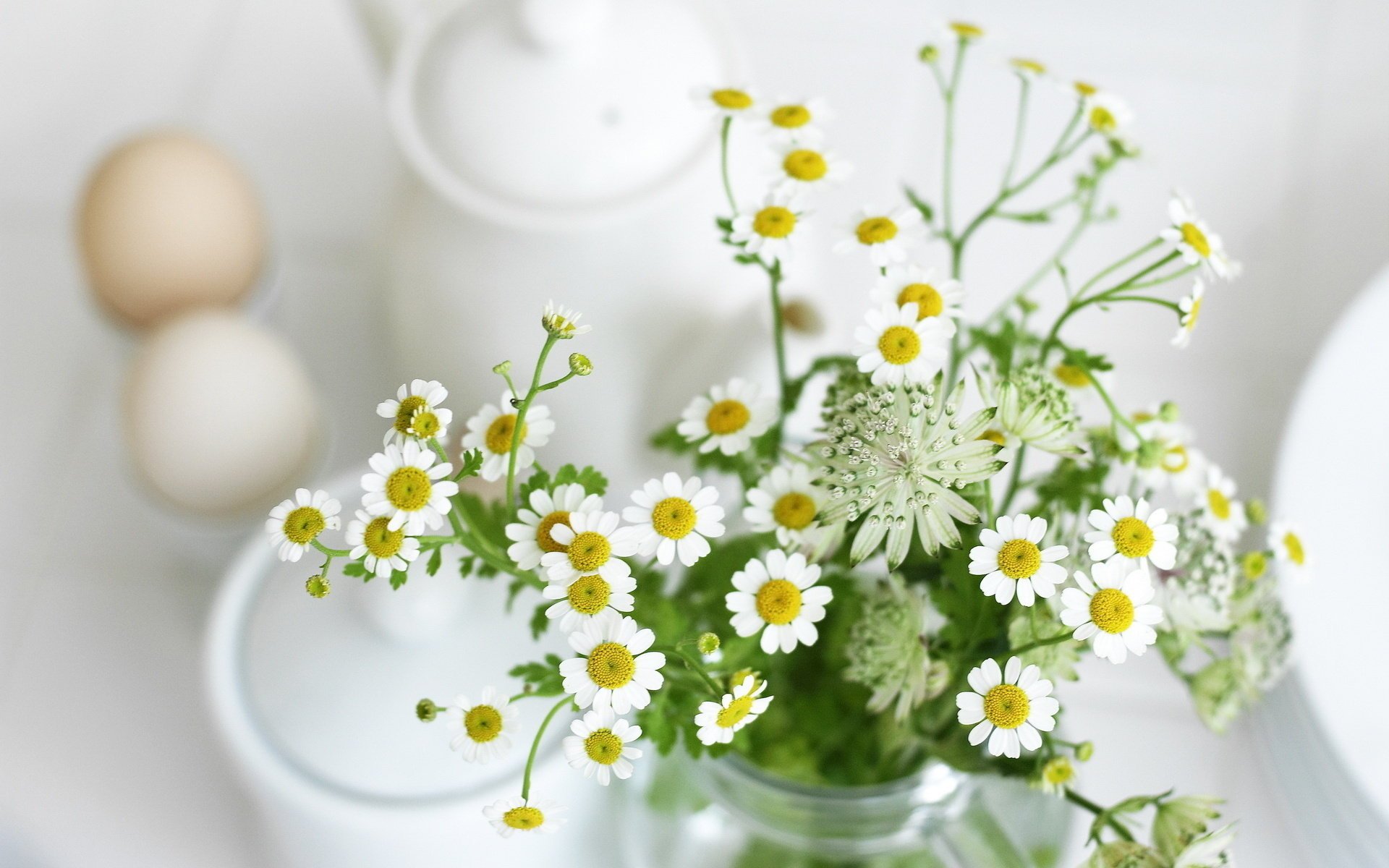 blumen gänseblümchen weiß blätter pflanzen