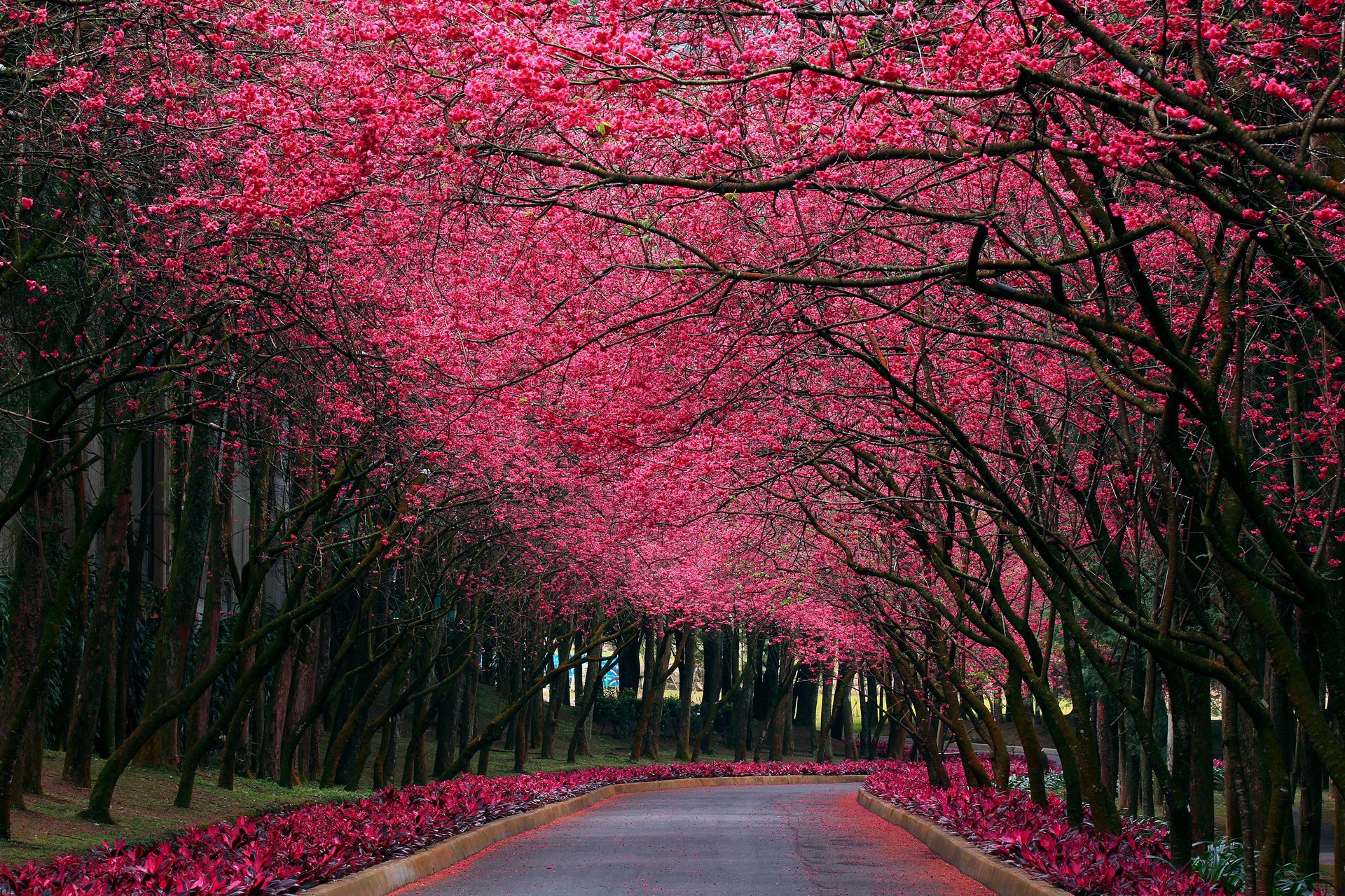 nature spring sakura park color alley