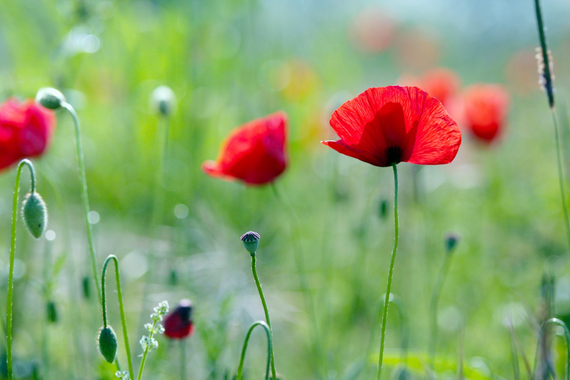 blumen mohn pflanzen grüns sommer feld gras licht