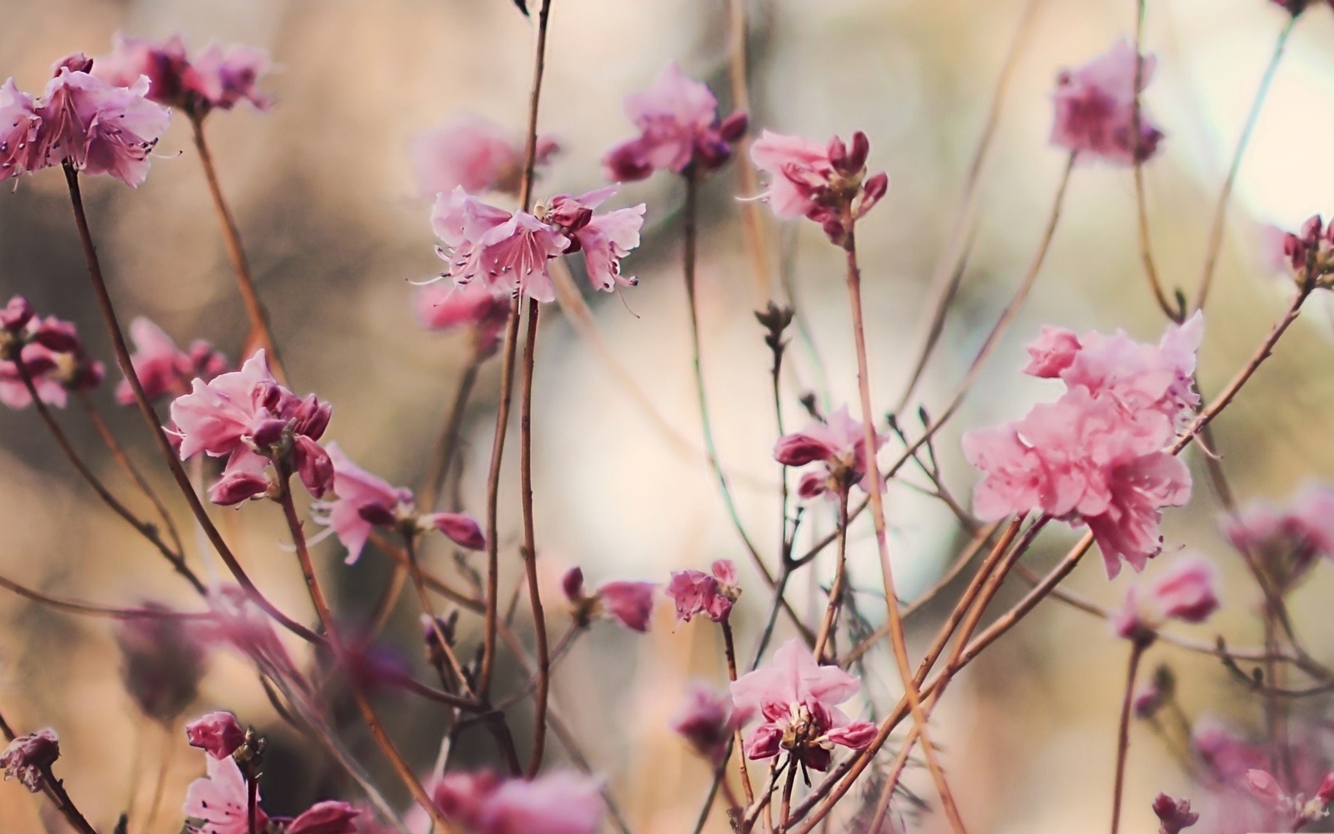 blätter pflanze rosa zweige blumen makro natur